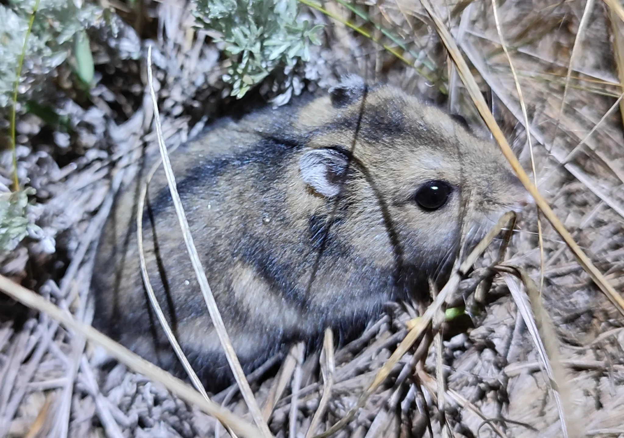 Hamster russe adulte au pelage rayé, tapi dans l'herbe sèche de son milieu naturel