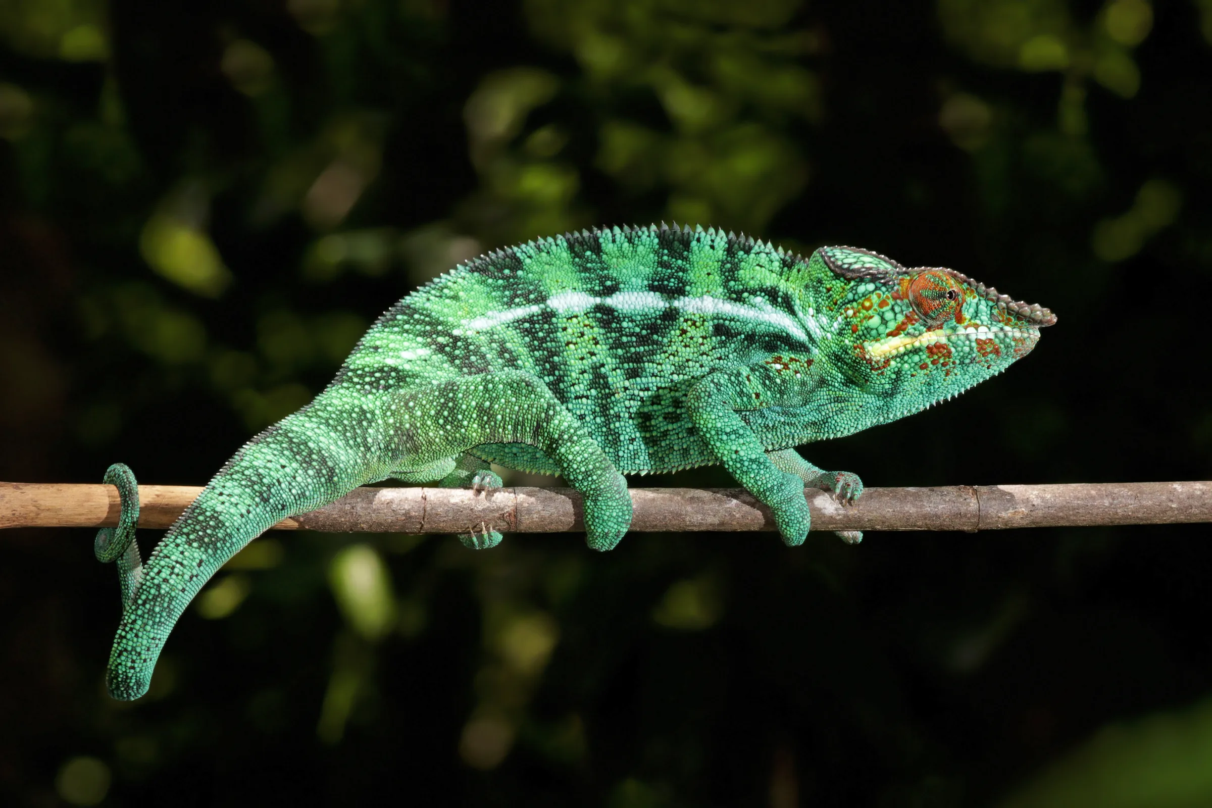 Caméléon panthère mâle vert et turquoise en progression sur une branche