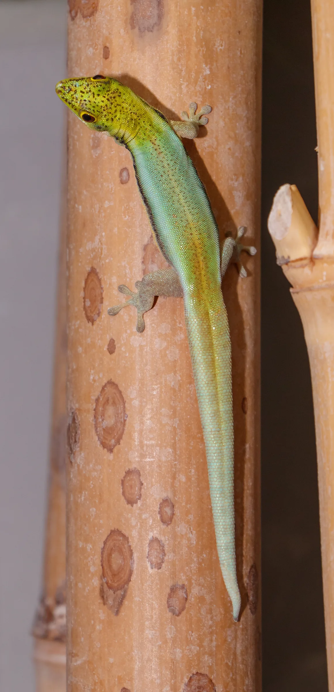 Gecko diurne de Klemmer (Phelsuma klemmeri) en gros plan