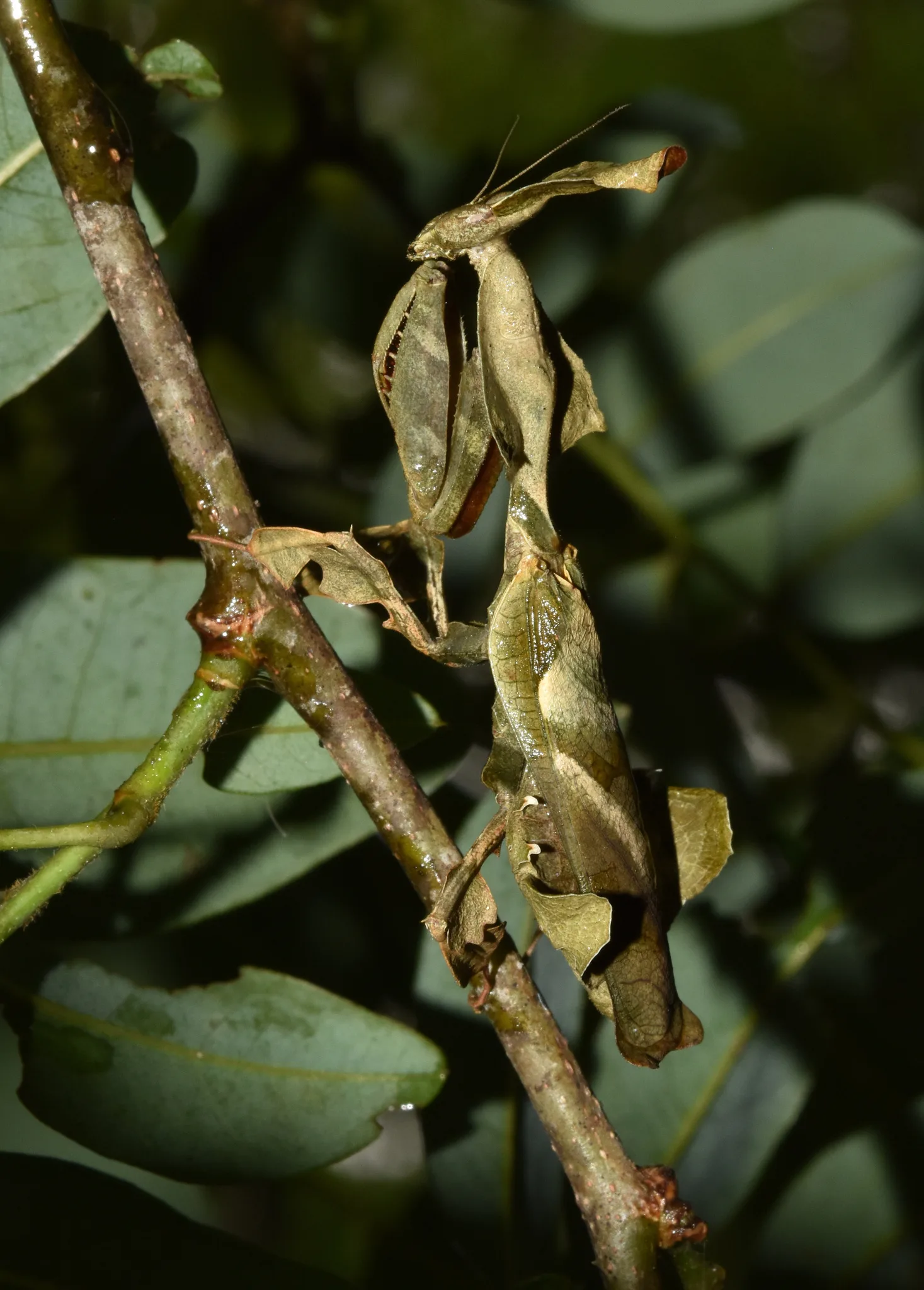 Mante fantôme (Phyllocrania paradoxa) en gros plan