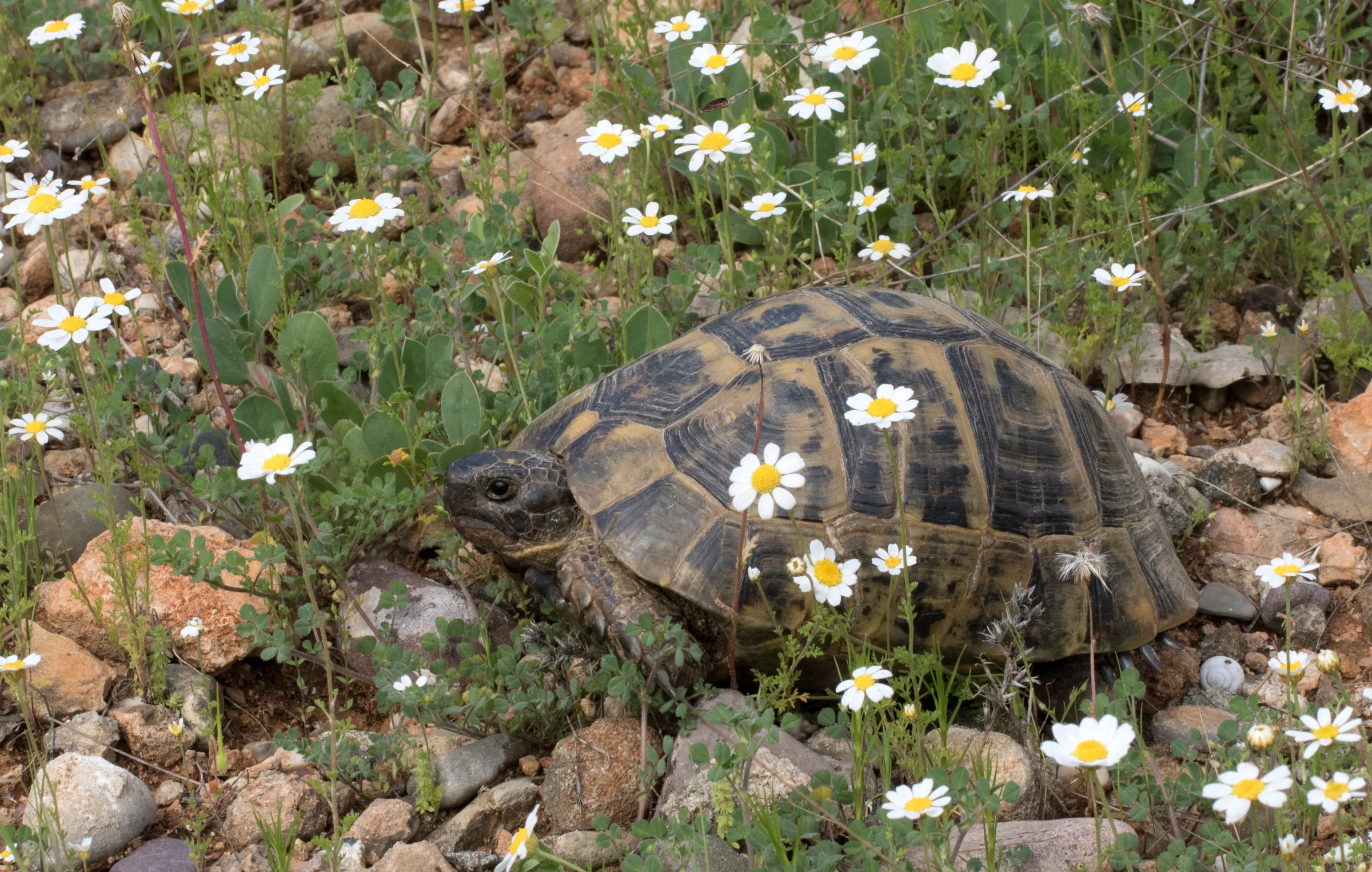 Tortue grecque adulte de profil parmi des marguerites sauvages et des pierres