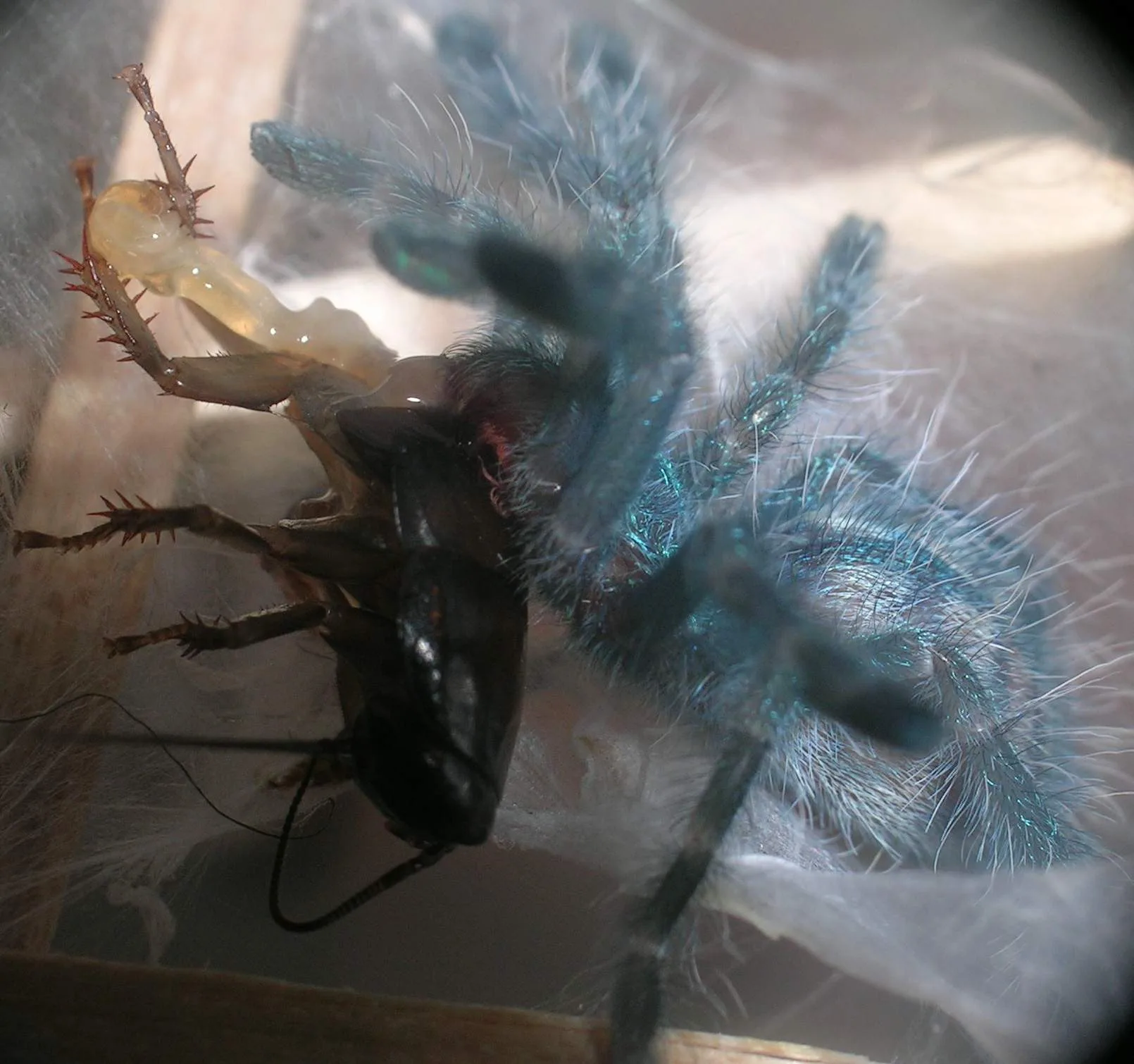 Mygale versicolore (Caribena versicolor) en gros plan
