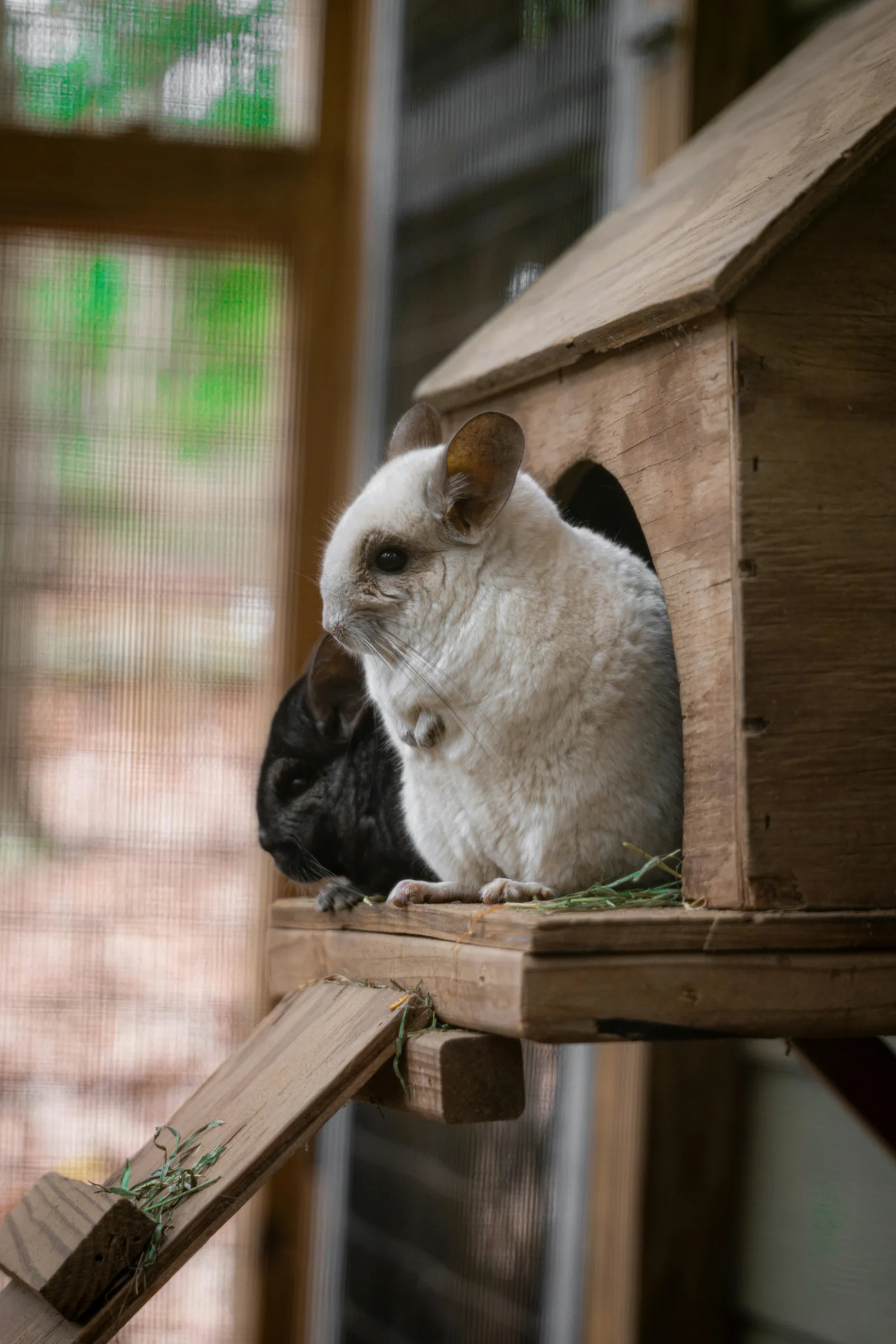 Chinchilla