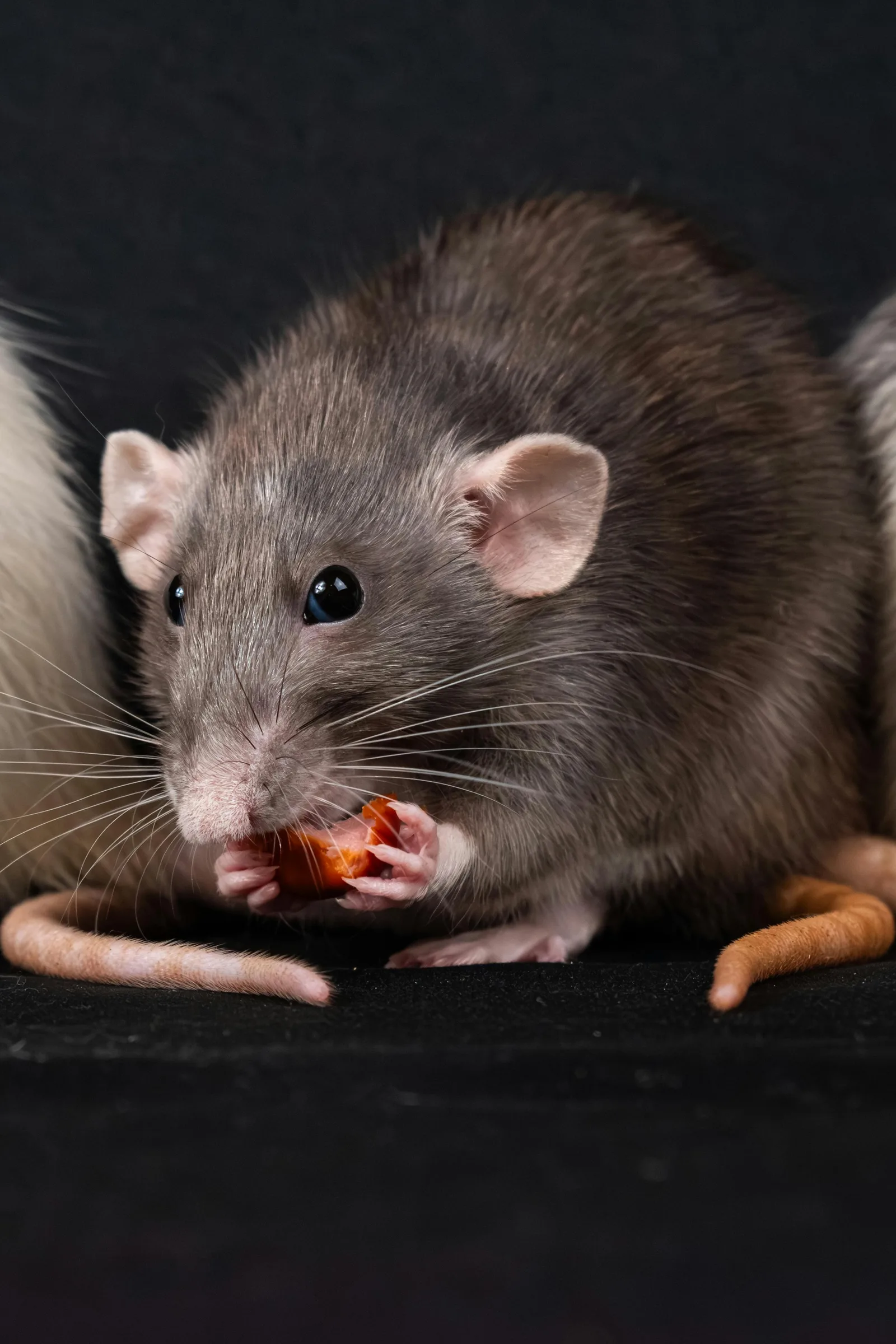 Rat domestique