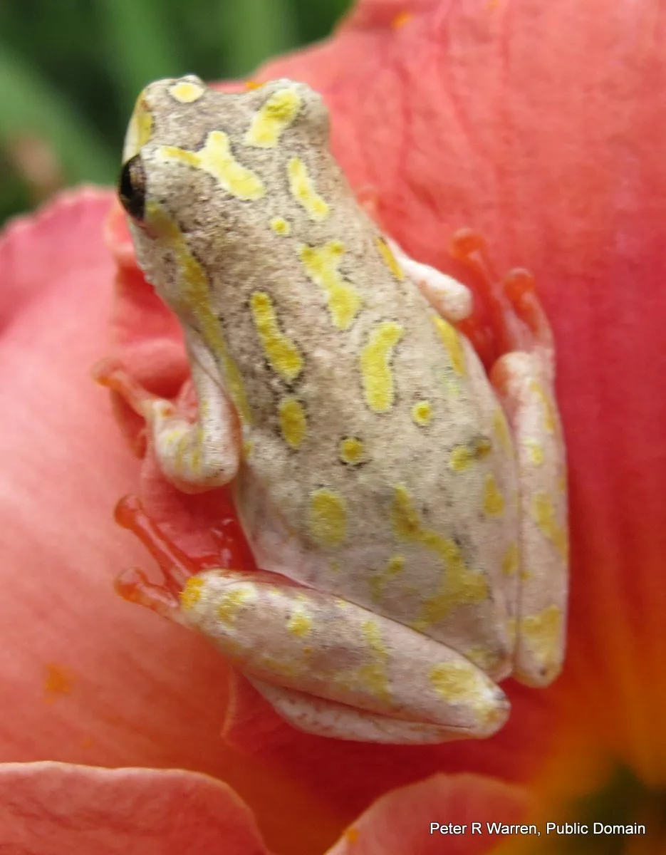 Rainette roseau marbrée (Hyperolius marmoratus) en gros plan
