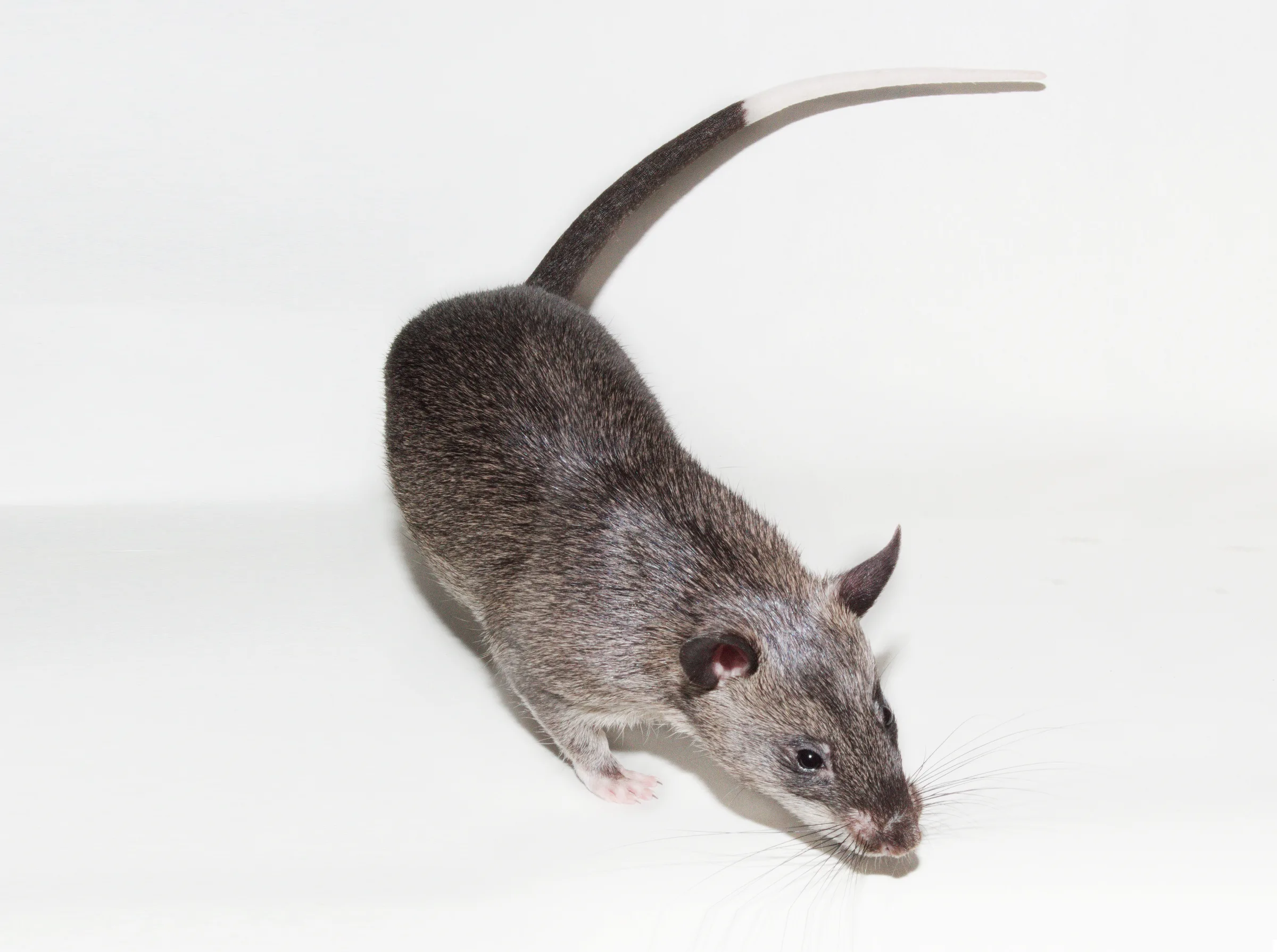 Rat de Gambie adulte marchant sur fond blanc, grandes oreilles dressées et longue queue bicolore à extrémité blanche