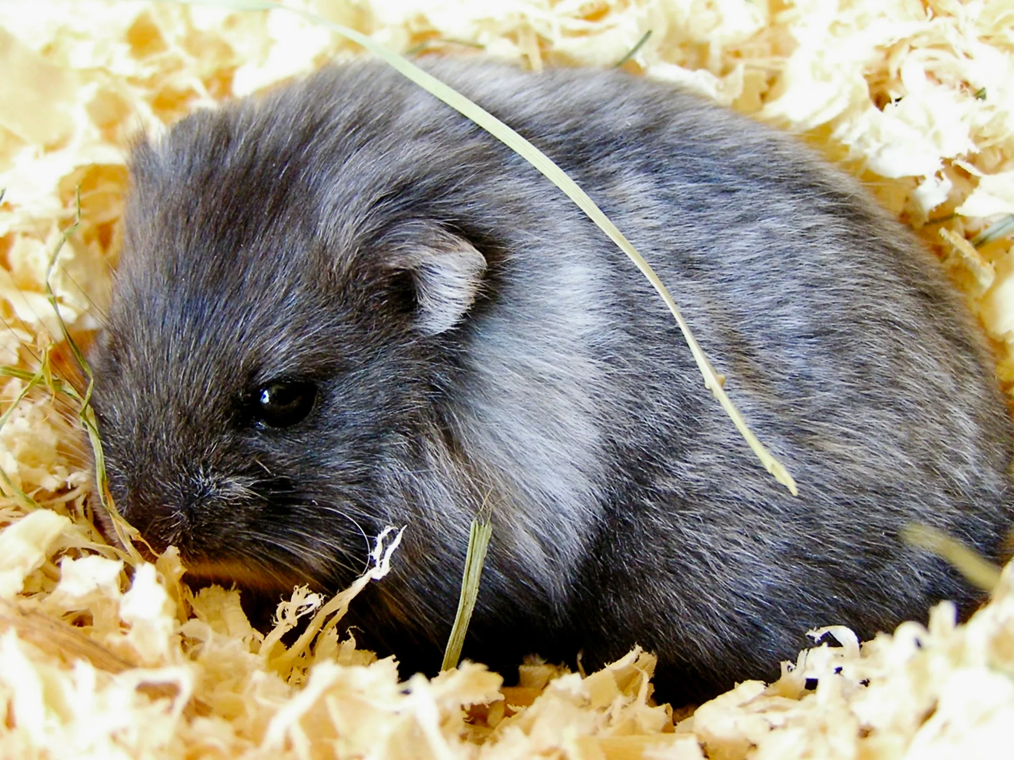 Hamster de Campbell adulte au pelage gris ardoise, sur une litière de copeaux de bois