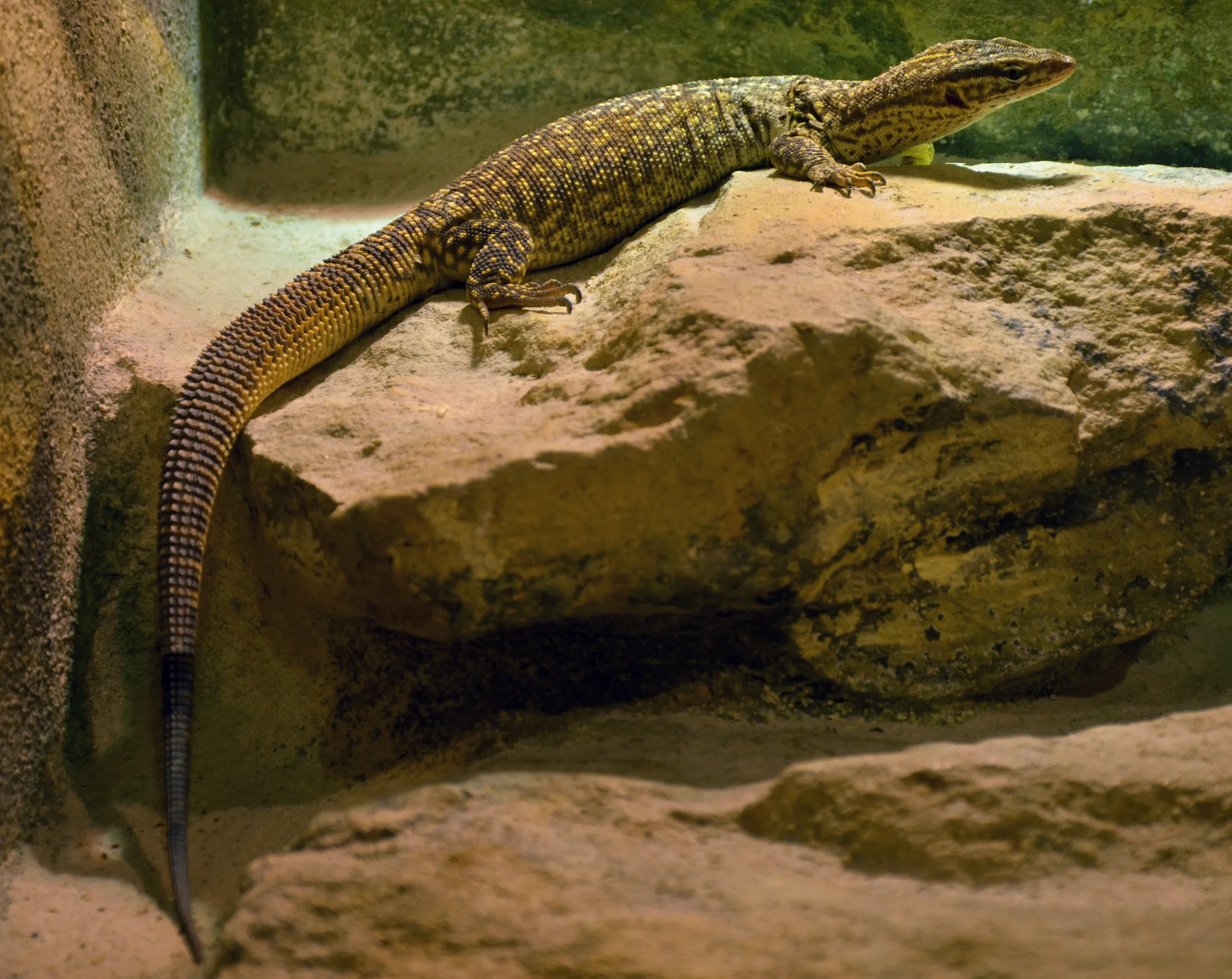 Varan à queue épineuse adulte sur un rocher, queue annelée d'écailles épineuses déployée