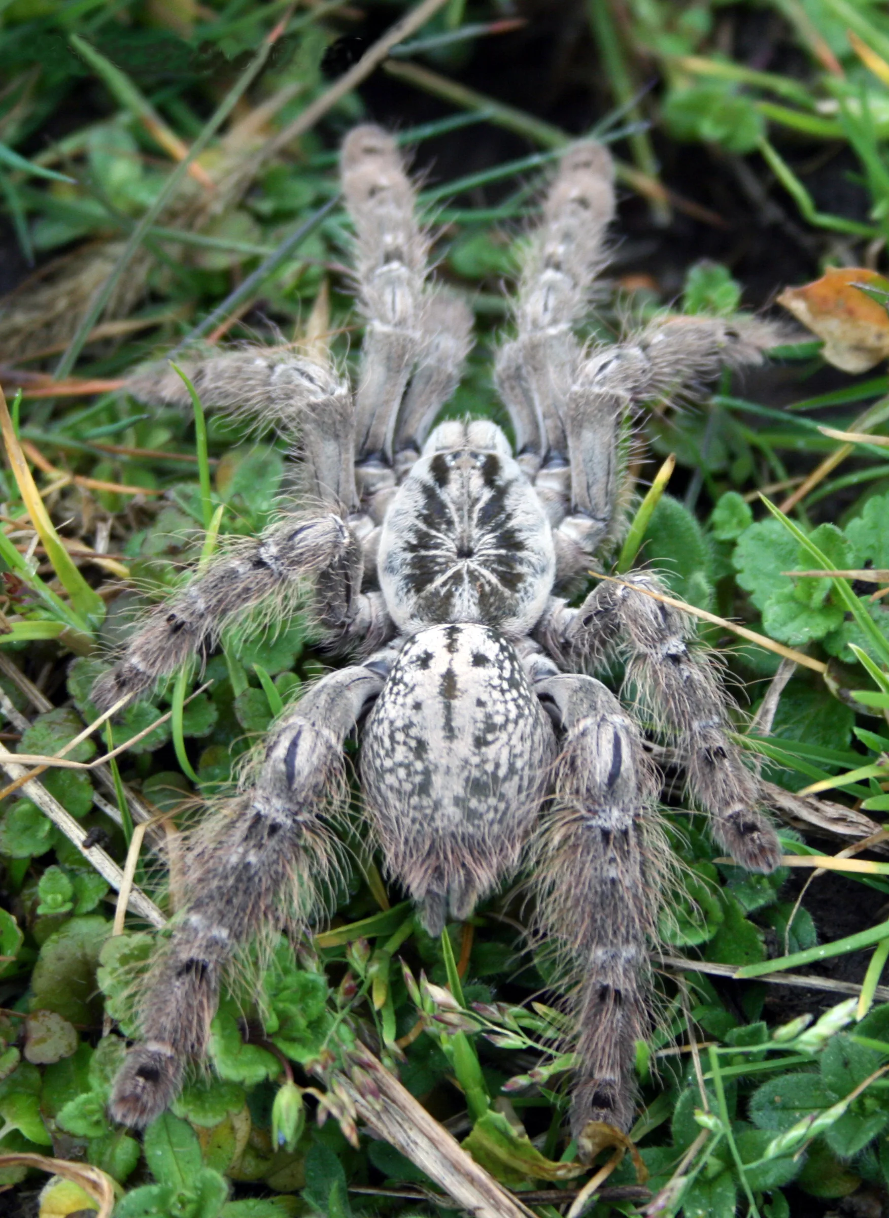 Mygale ornementale du Togo (Heteroscodra maculata) en gros plan