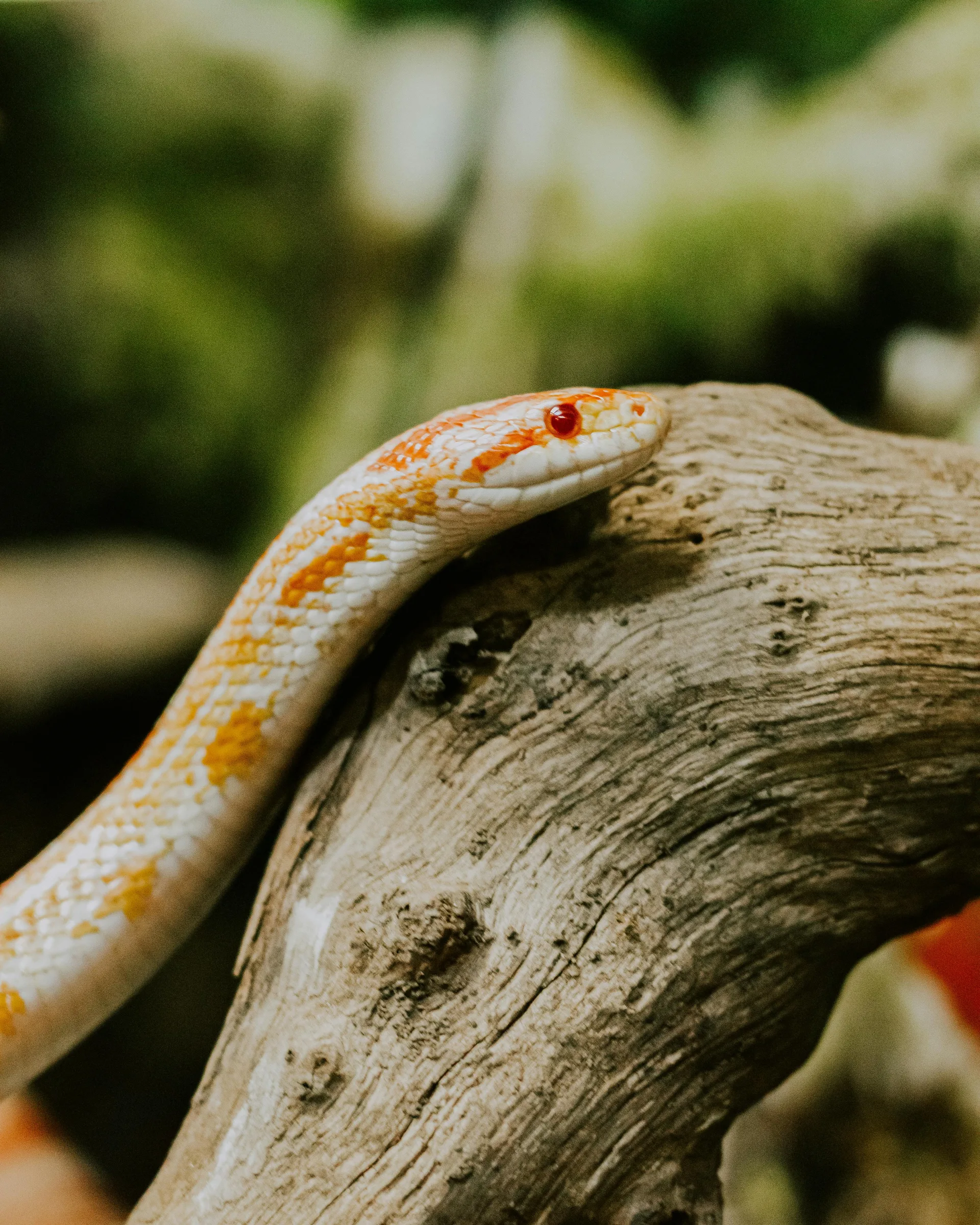 Serpent des blés