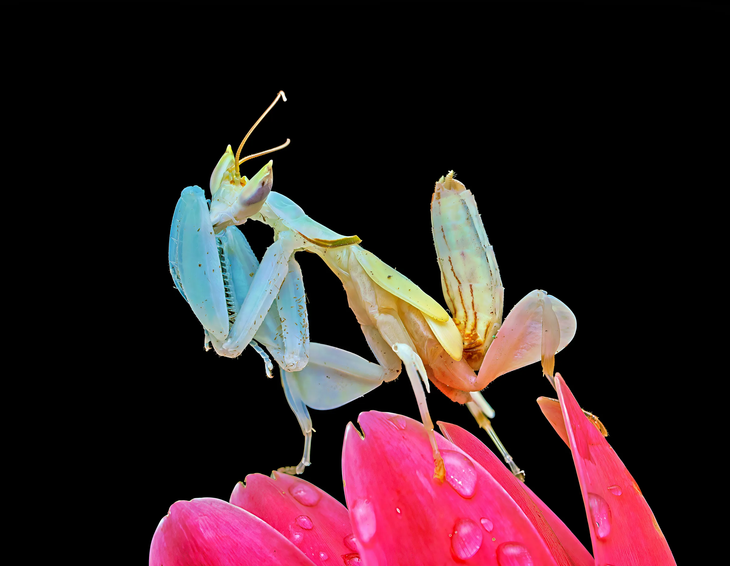 Mante orchidée