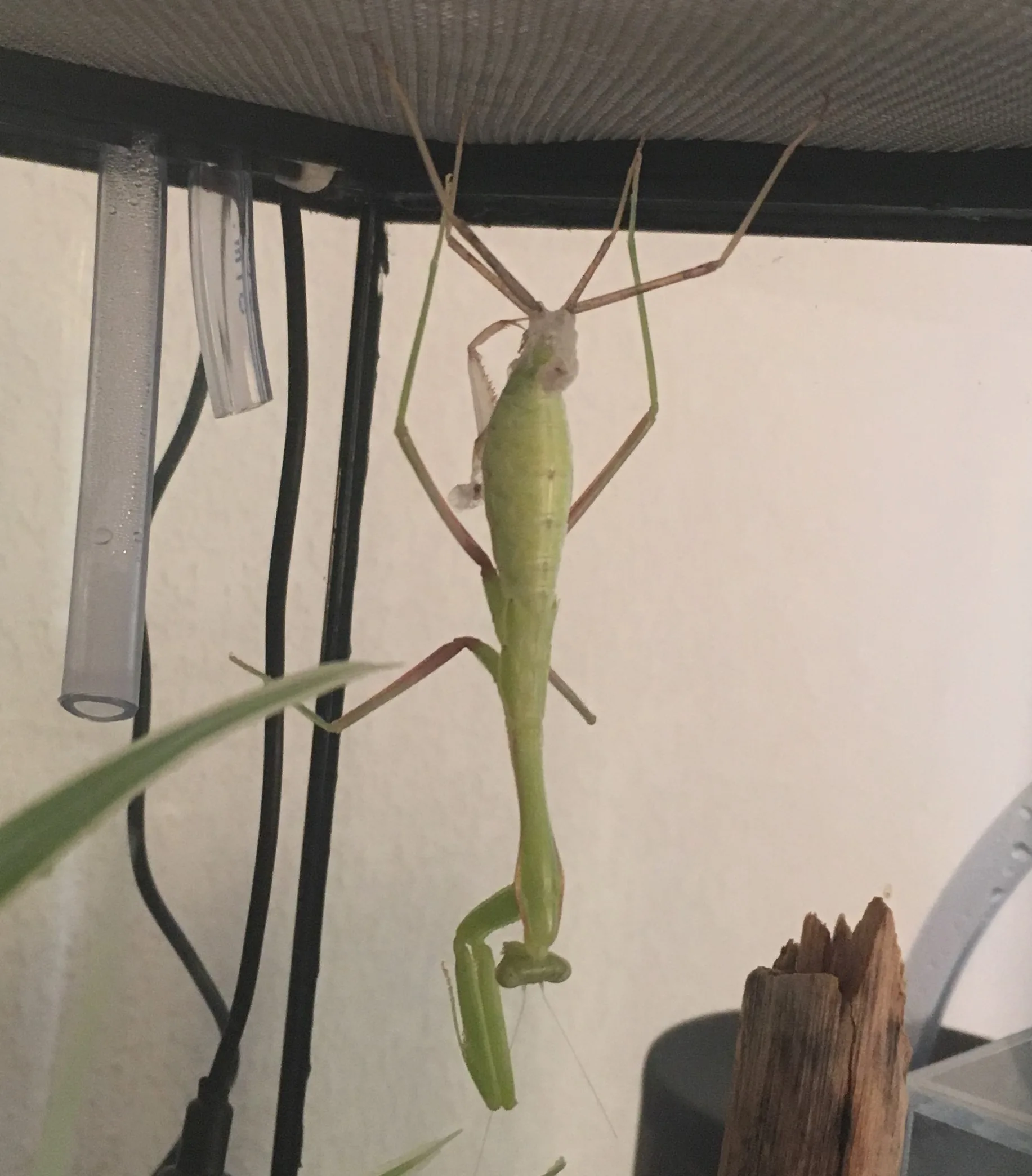 Mante africaine (Sphodromantis lineola) en gros plan