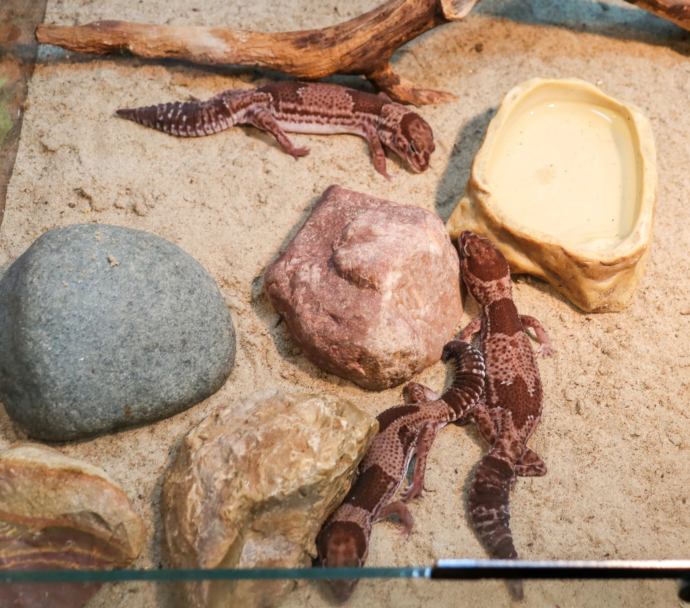 Gecko à queue grasse africain adulte sur substrat sableux, près d'une branche et d'un point d'eau