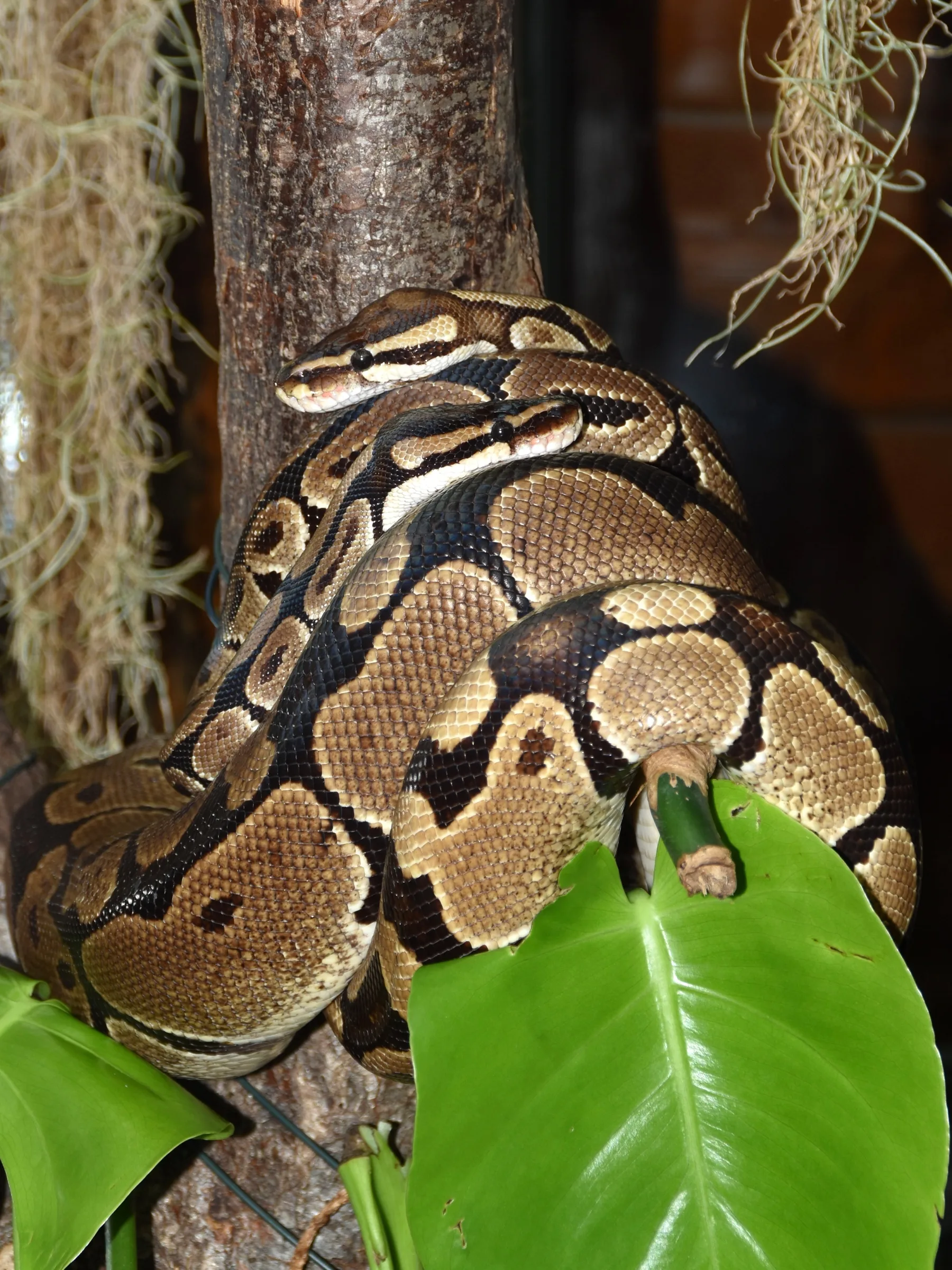 Python royal (Python regius) à motif sauvage enroulé autour d'une branche dans un terrarium planté