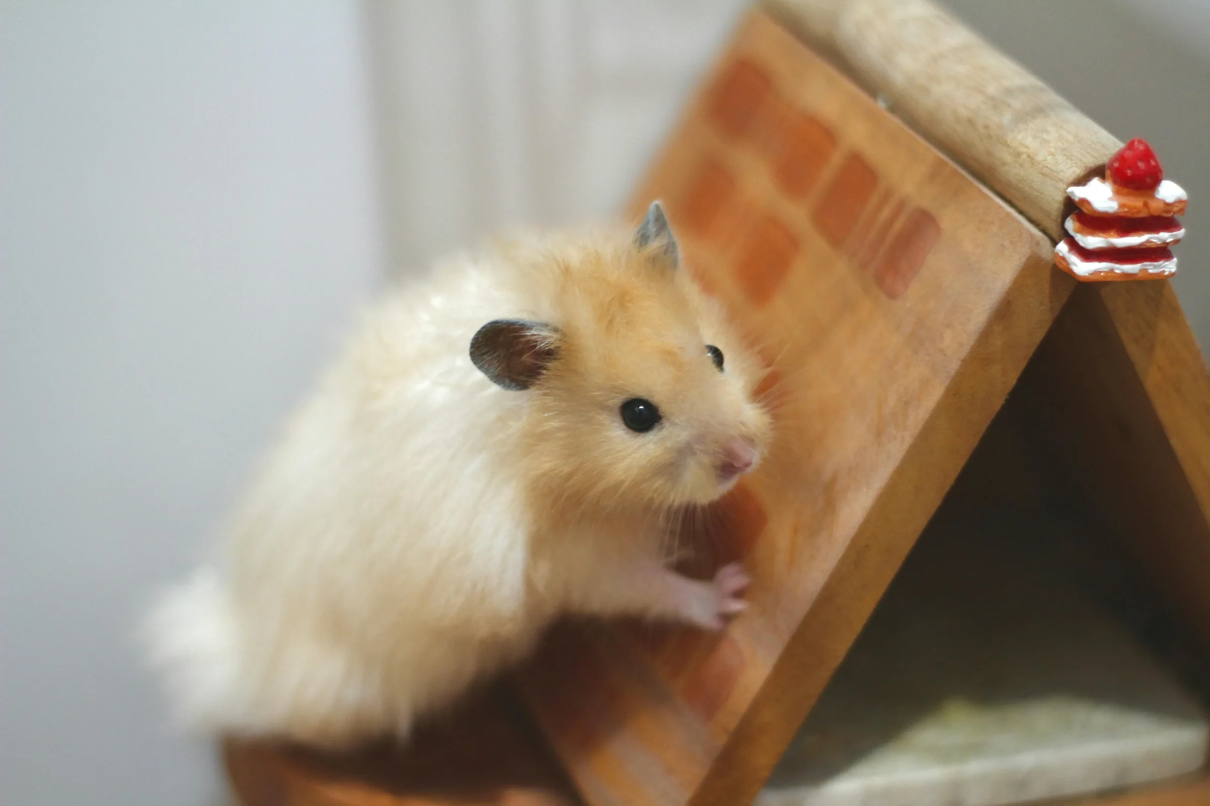 Hamster doré