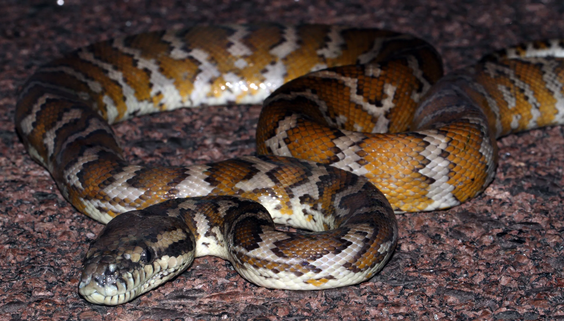 Python tapis adulte lové au sol, motif dorsal orange, crème et brun bien visible
