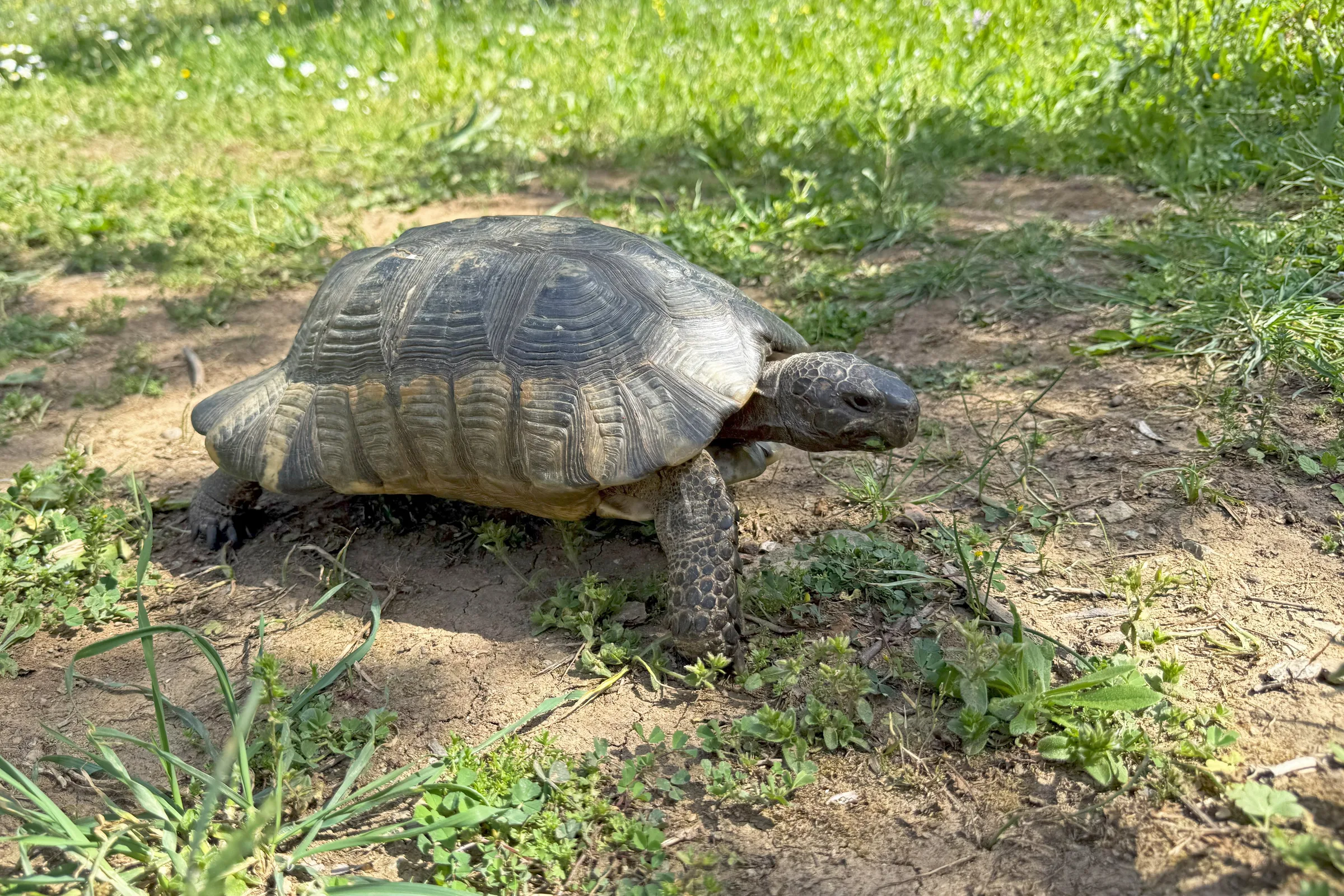 Tortue bordée adulte marchant sur un sol sec bordé d'herbe