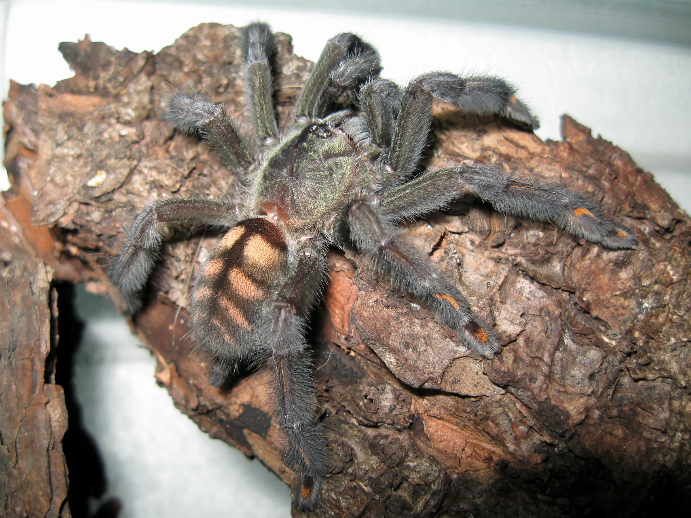 Mygale tigre du Venezuela (Psalmopoeus irminia) en gros plan