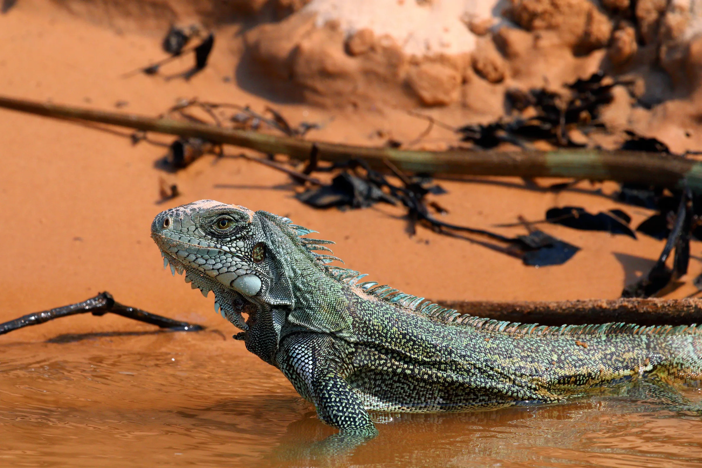Iguane vert adulte au bord d'une riviere, tete dressee, fanon gulaire et crete dorsale bien visibles