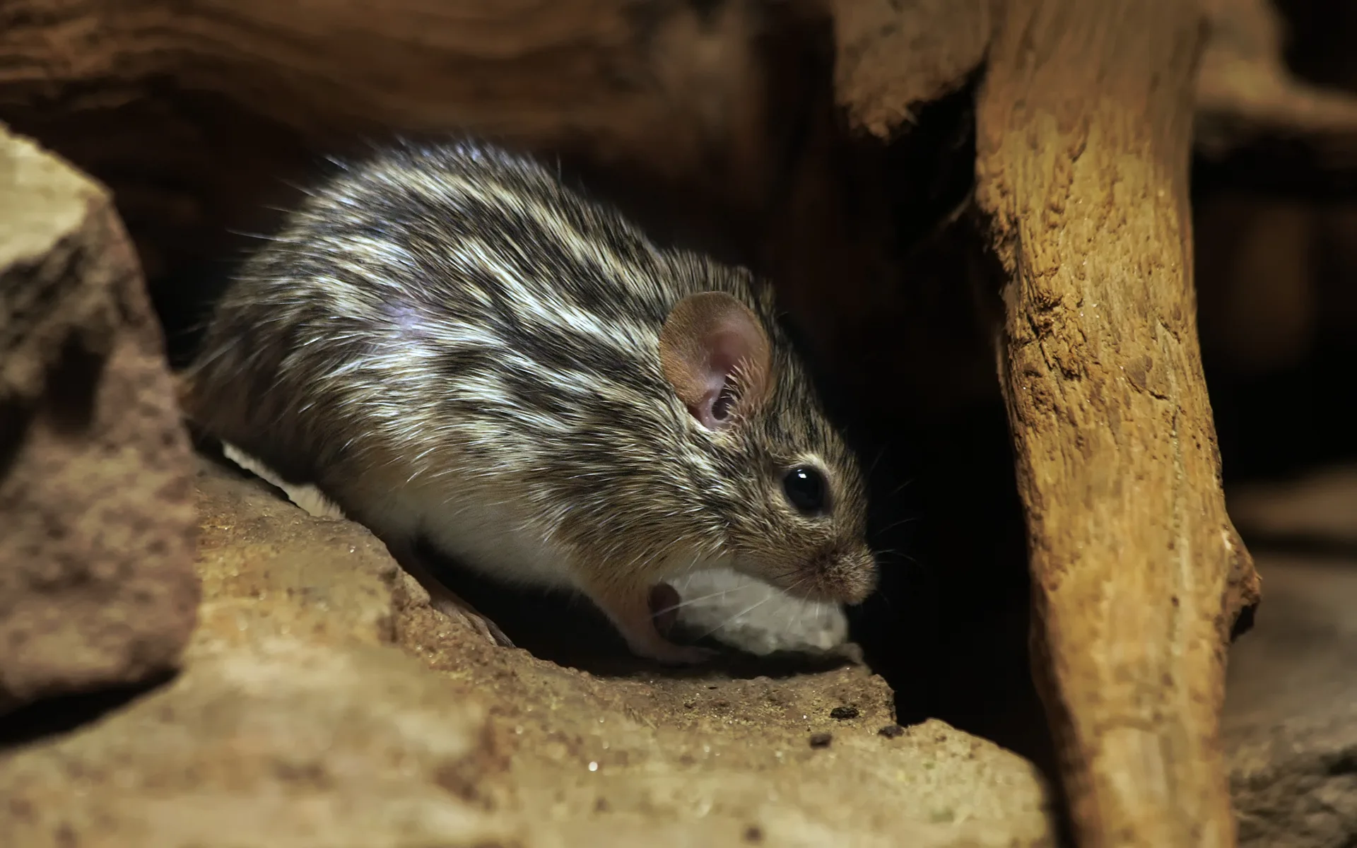 Souris rayée de Barbarie adulte abritée sous une souche, rayures dorsales bien visibles