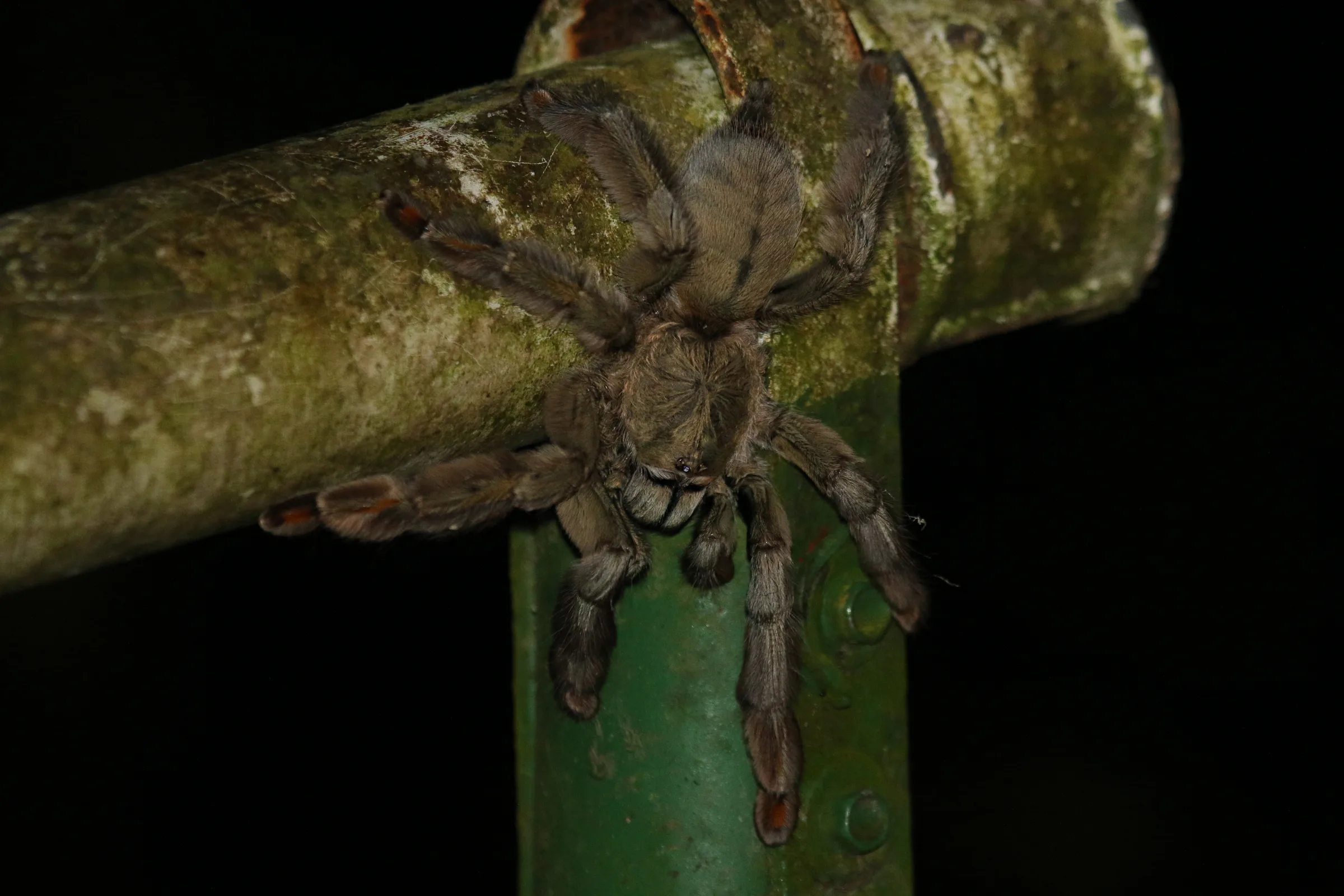 Mygale chevron de Trinidad (Psalmopoeus cambridgei) en gros plan
