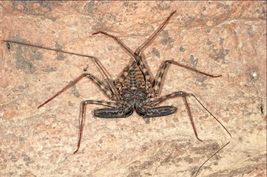 Amblypyge de Tanzanie (Damon diadema) en gros plan