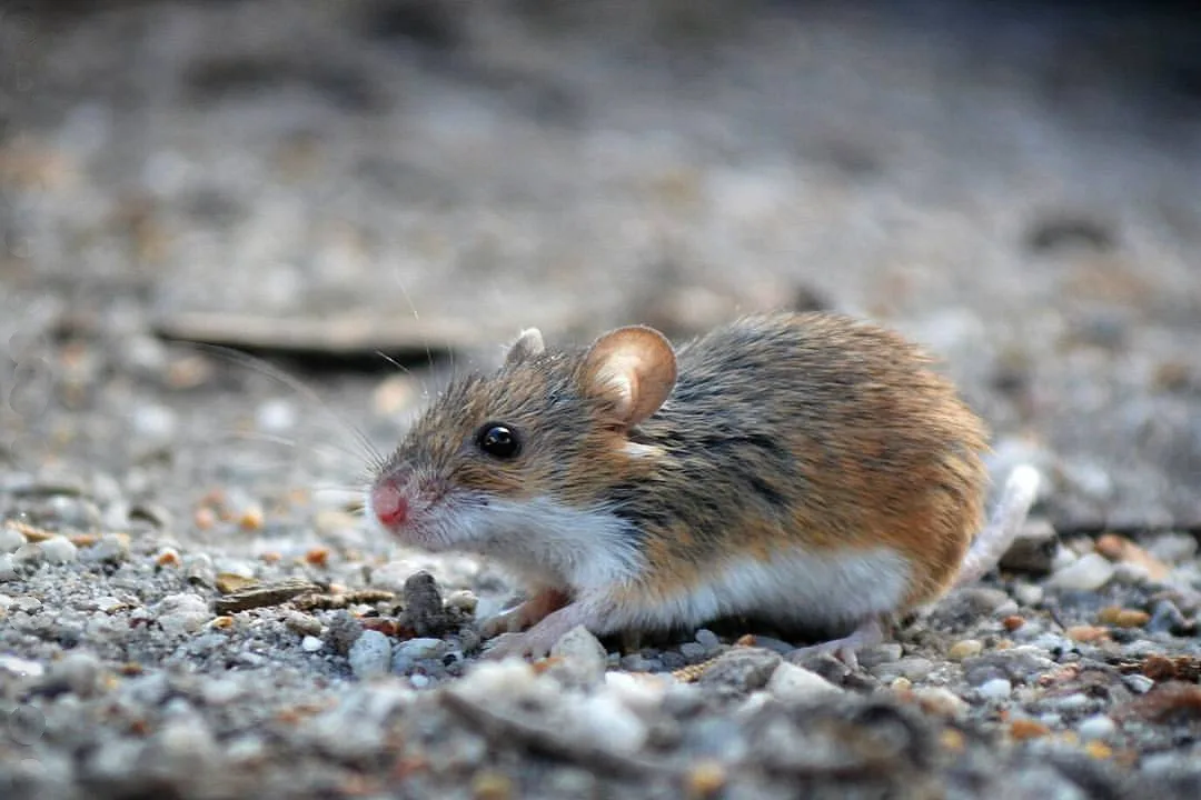Souris pygmée africaine adulte de profil sur un sol de graviers