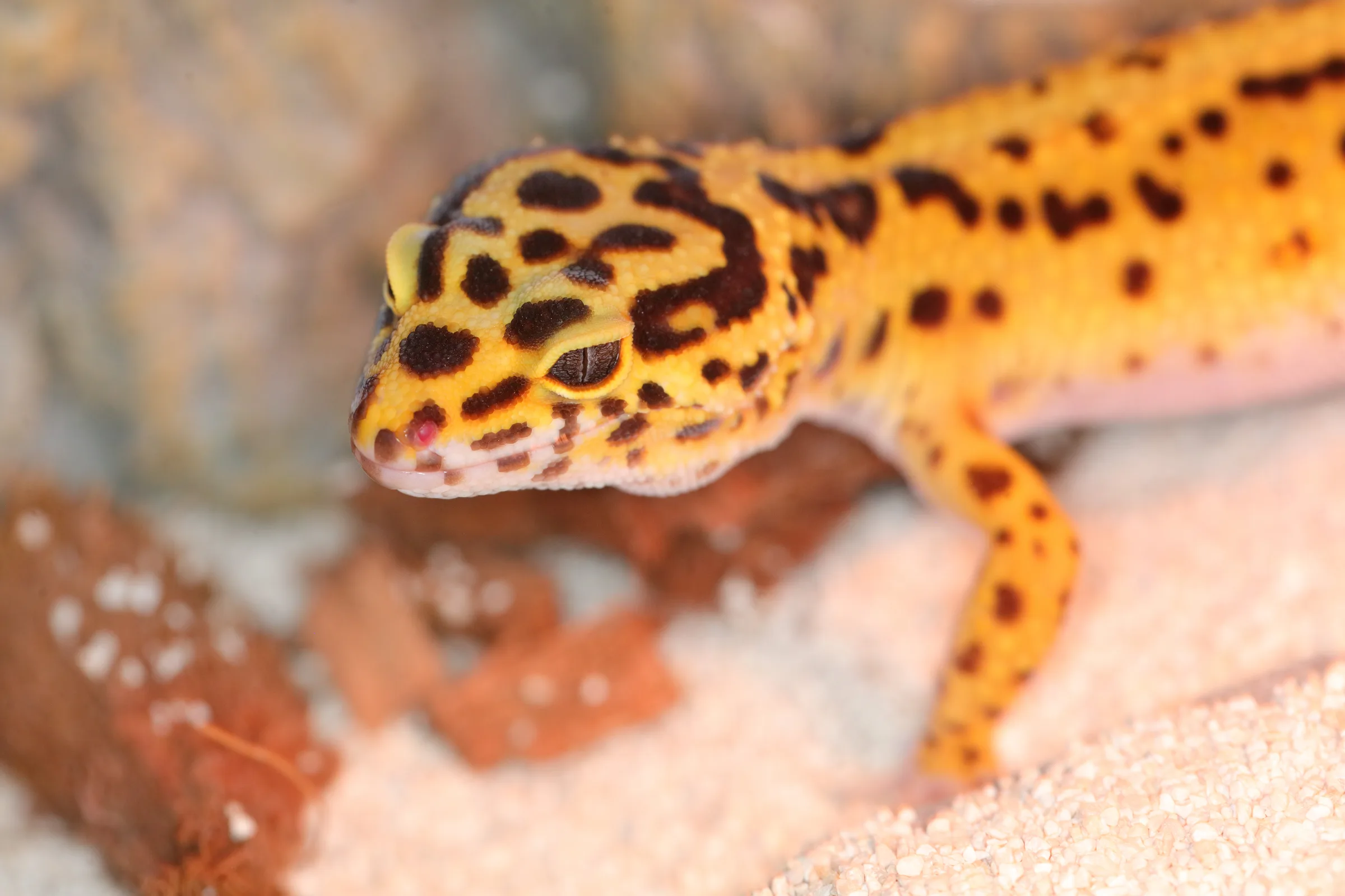 Gecko léopard (Eublepharis macularius) juvénile aux couleurs jaune vif tachetées de noir, sur substrat de terrarium