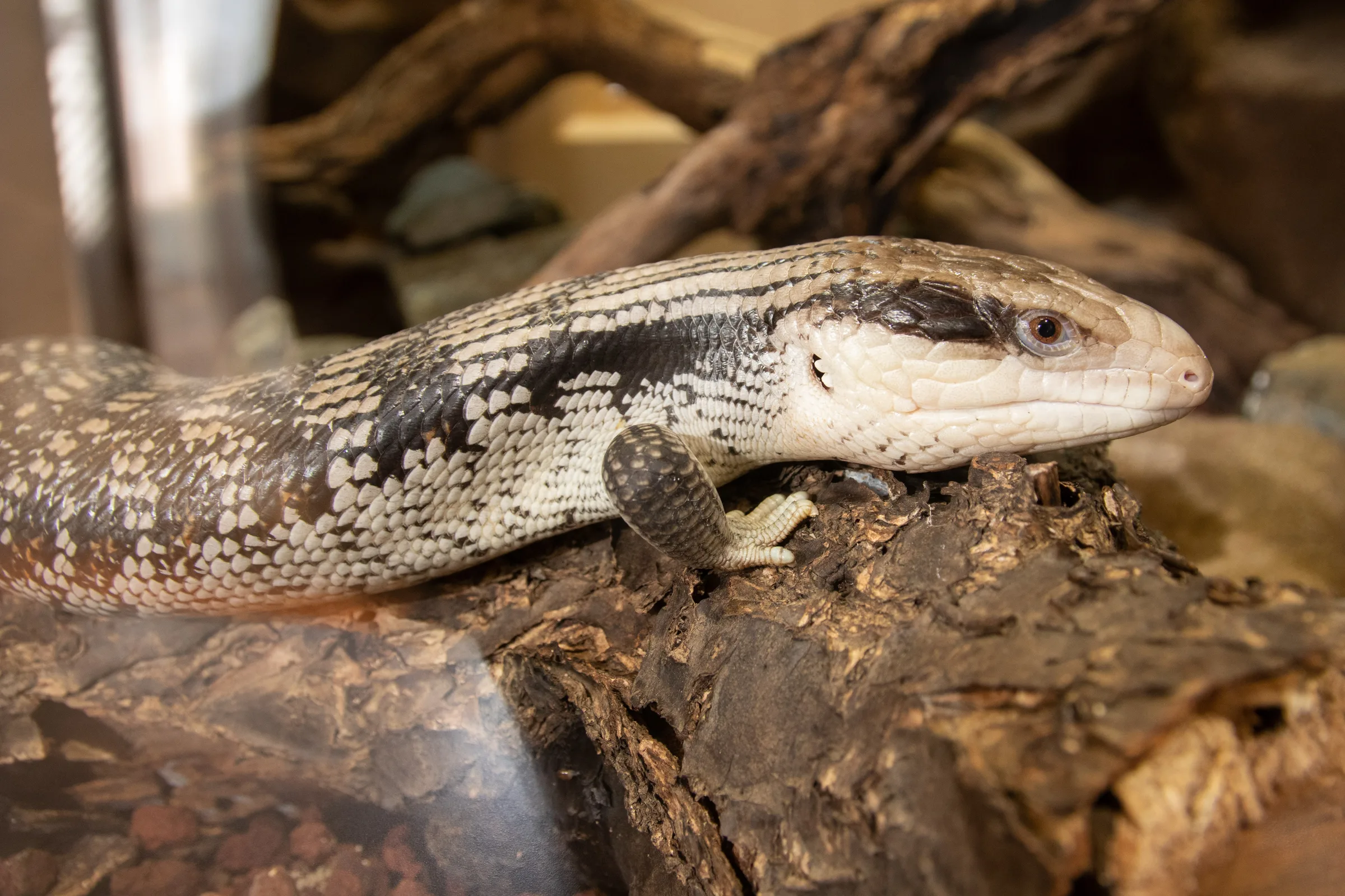 Scinque à langue bleue adulte posé sur une souche en terrarium