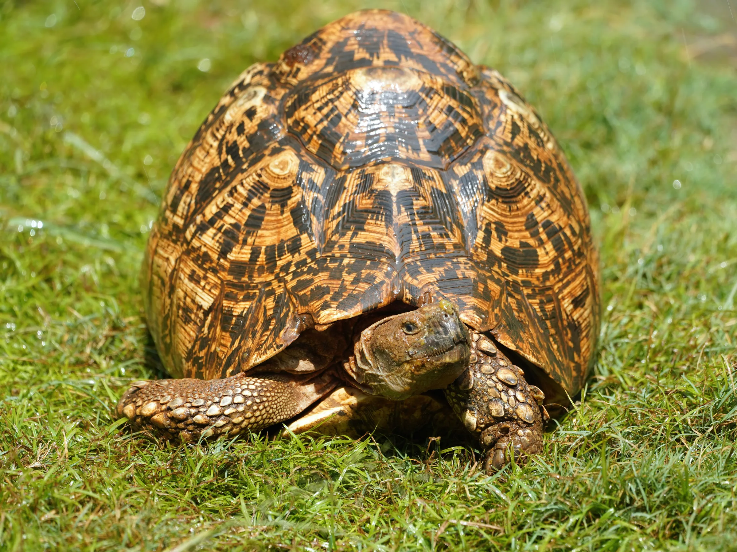 Tortue léopard adulte à la carapace fortement marbrée de noir et de jaune, tête sortie, sur une pelouse