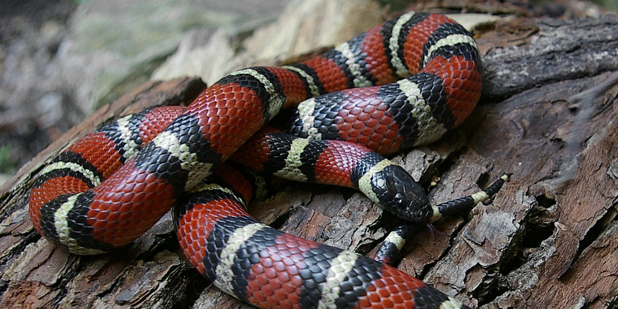 Serpent faux-corail adulte lové sur un tronc, anneaux rouges, noirs et crème, tête noire