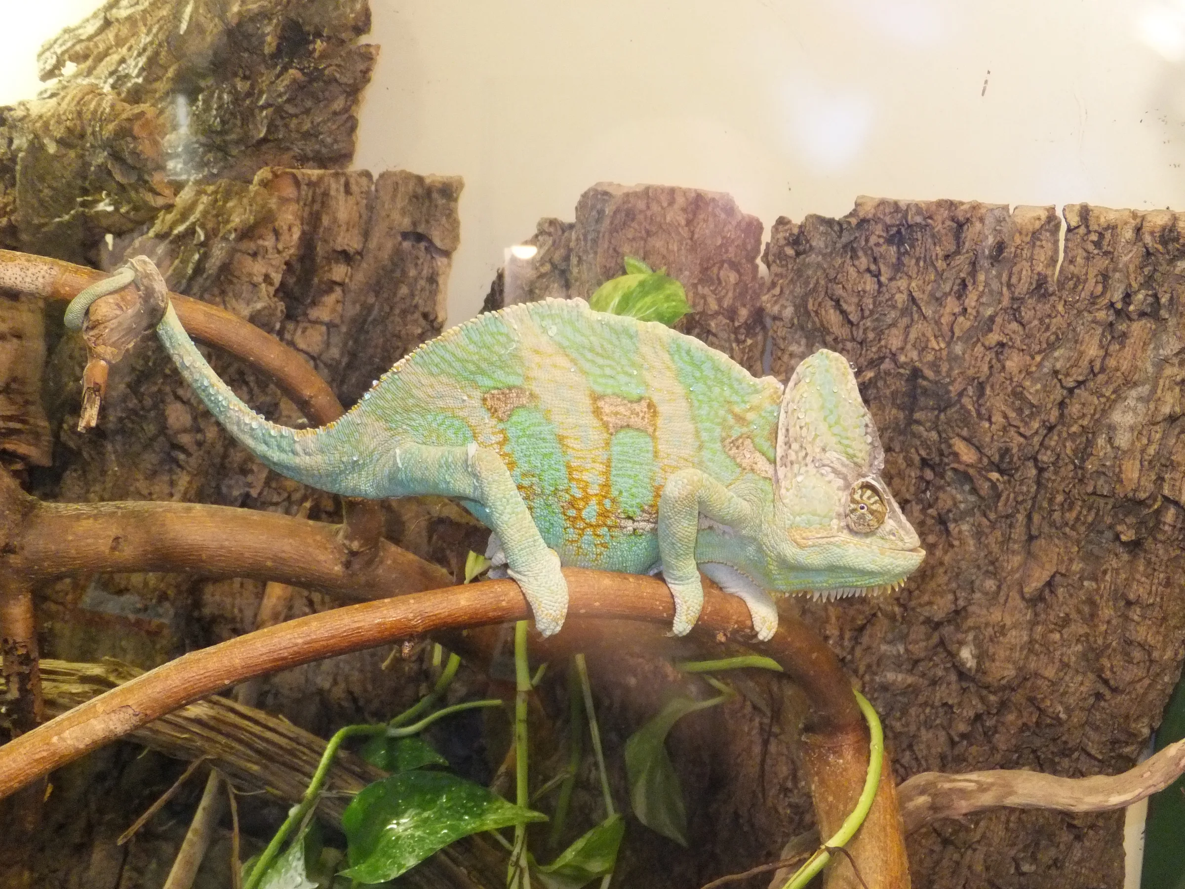 Caméléon casqué du Yémen (Chamaeleo calyptratus) marchant sur une branche dans un terrarium planté