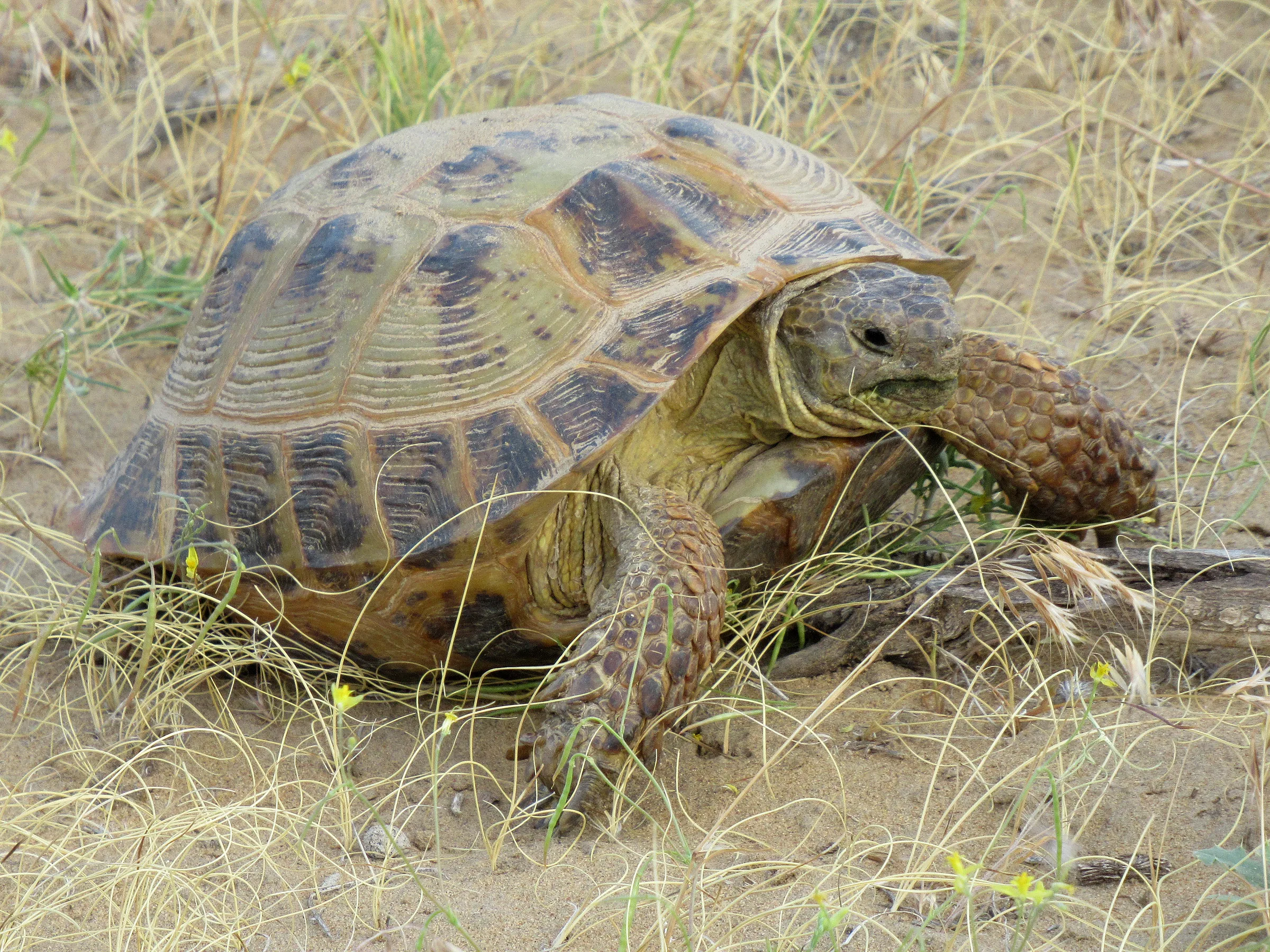 Tortue des steppes adulte progressant dans une steppe sableuse parsemée de graminées sèches