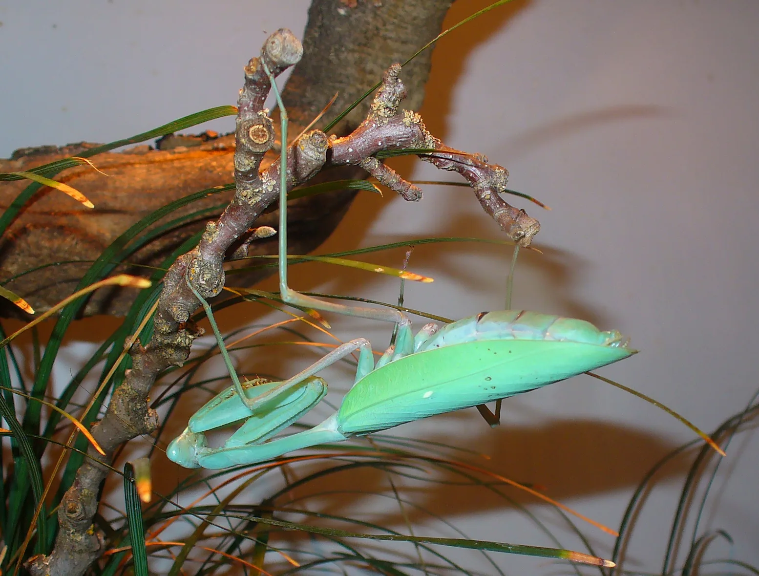 Mante géante asiatique (Hierodula membranacea) en gros plan
