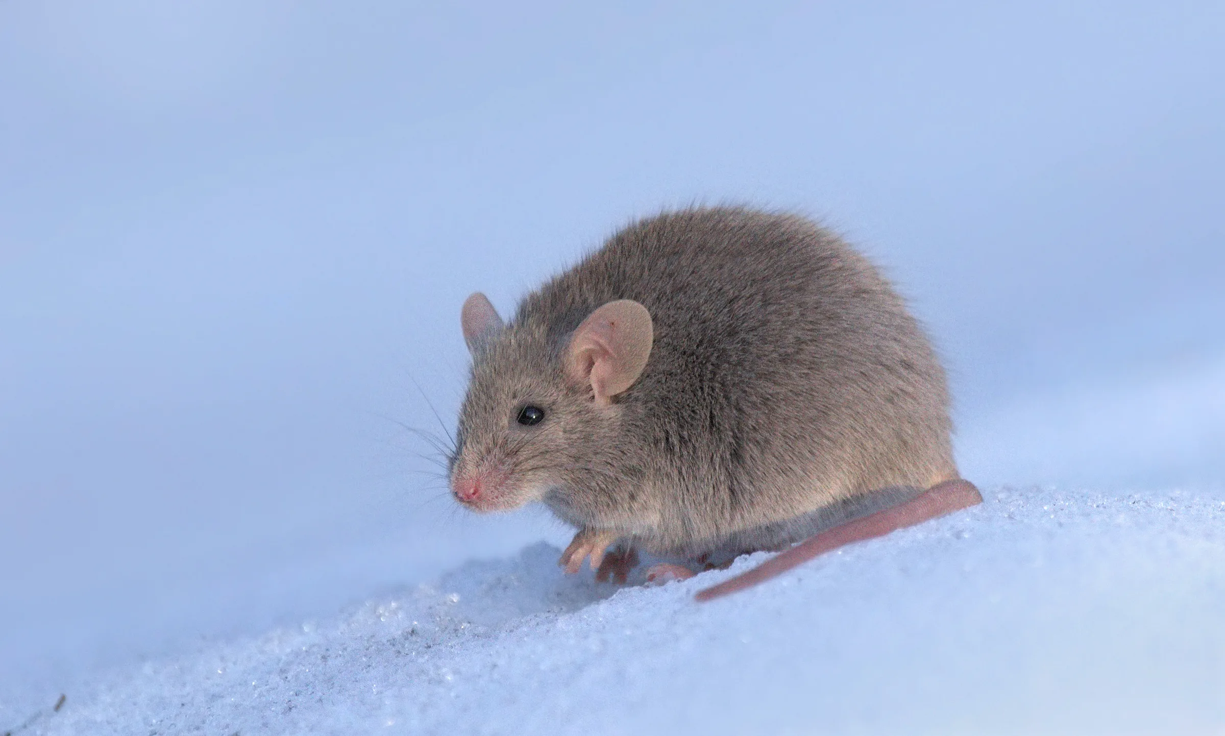 Souris domestique adulte de profil sur la neige