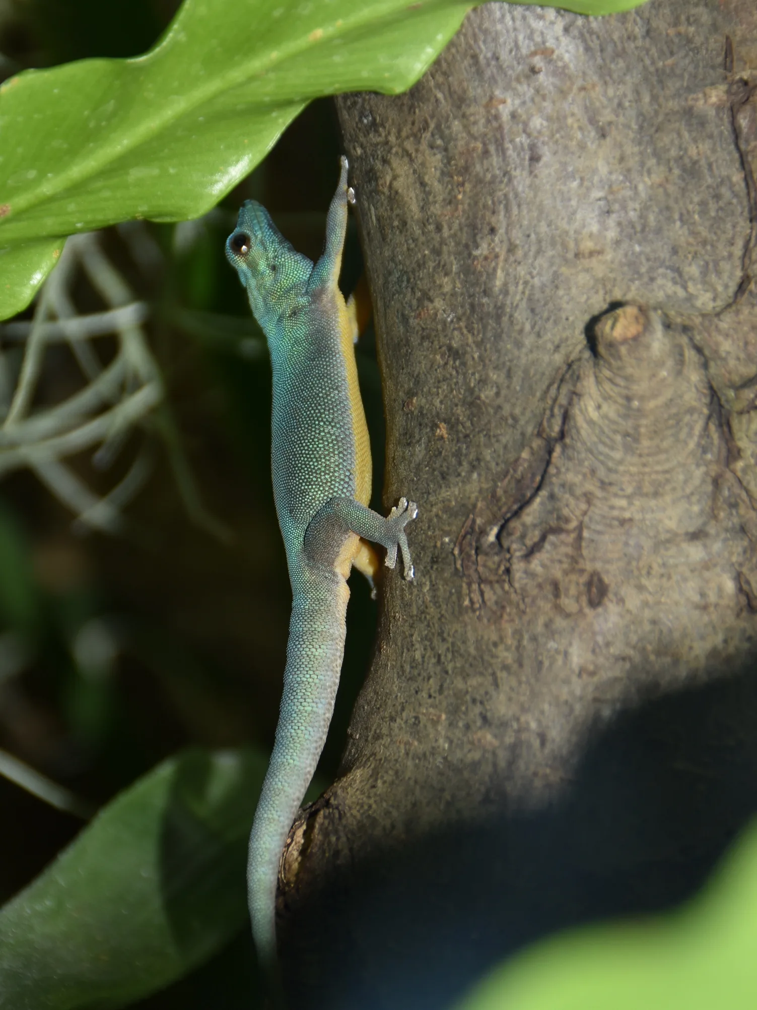 Gecko nain bleu électrique (Lygodactylus williamsi) en gros plan