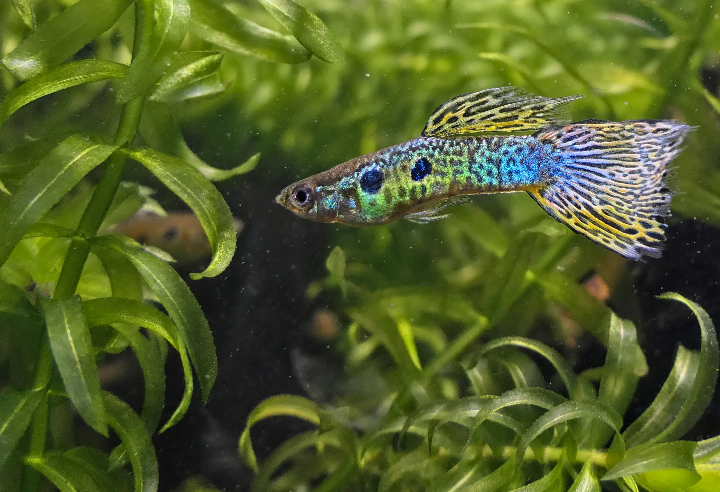 Guppy mâle (Poecilia reticulata) de morphe cobra vert, aux nageoires jaune et bleu, nageant dans un aquarium planté