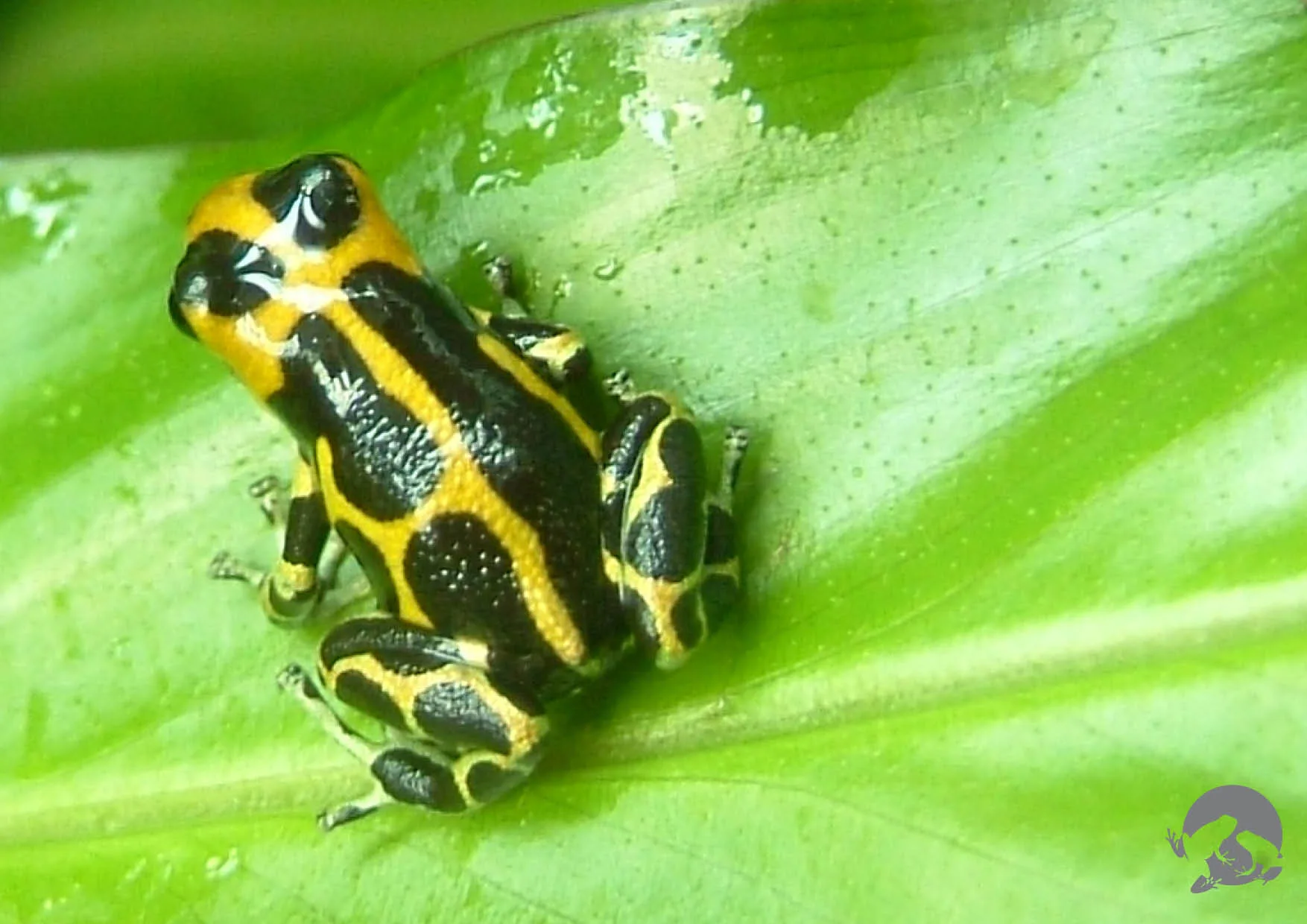 Dendrobate imitateur (Ranitomeya imitator) en gros plan