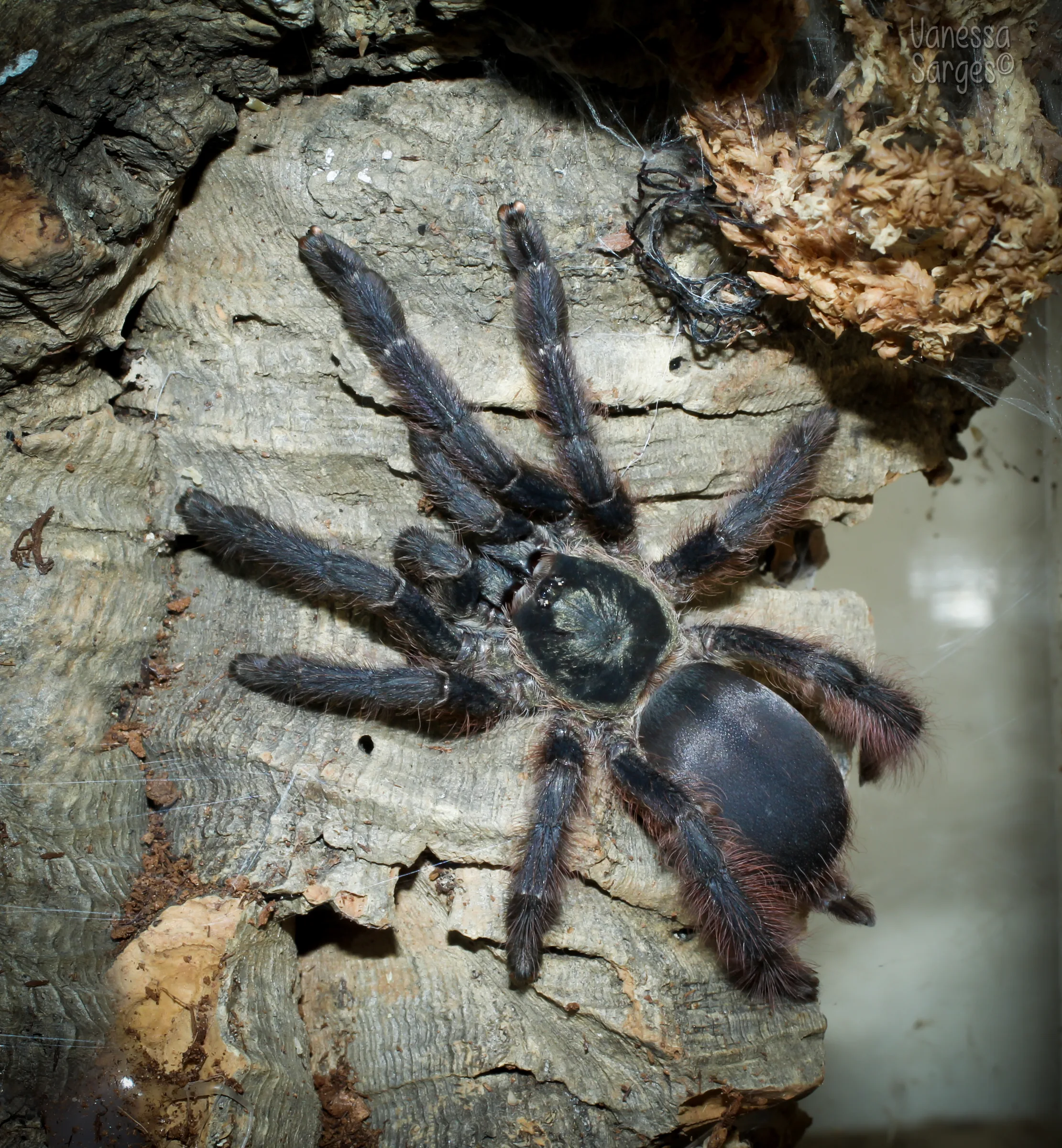 Mygale violette arboricole (Tapinauchenius violaceus) en gros plan