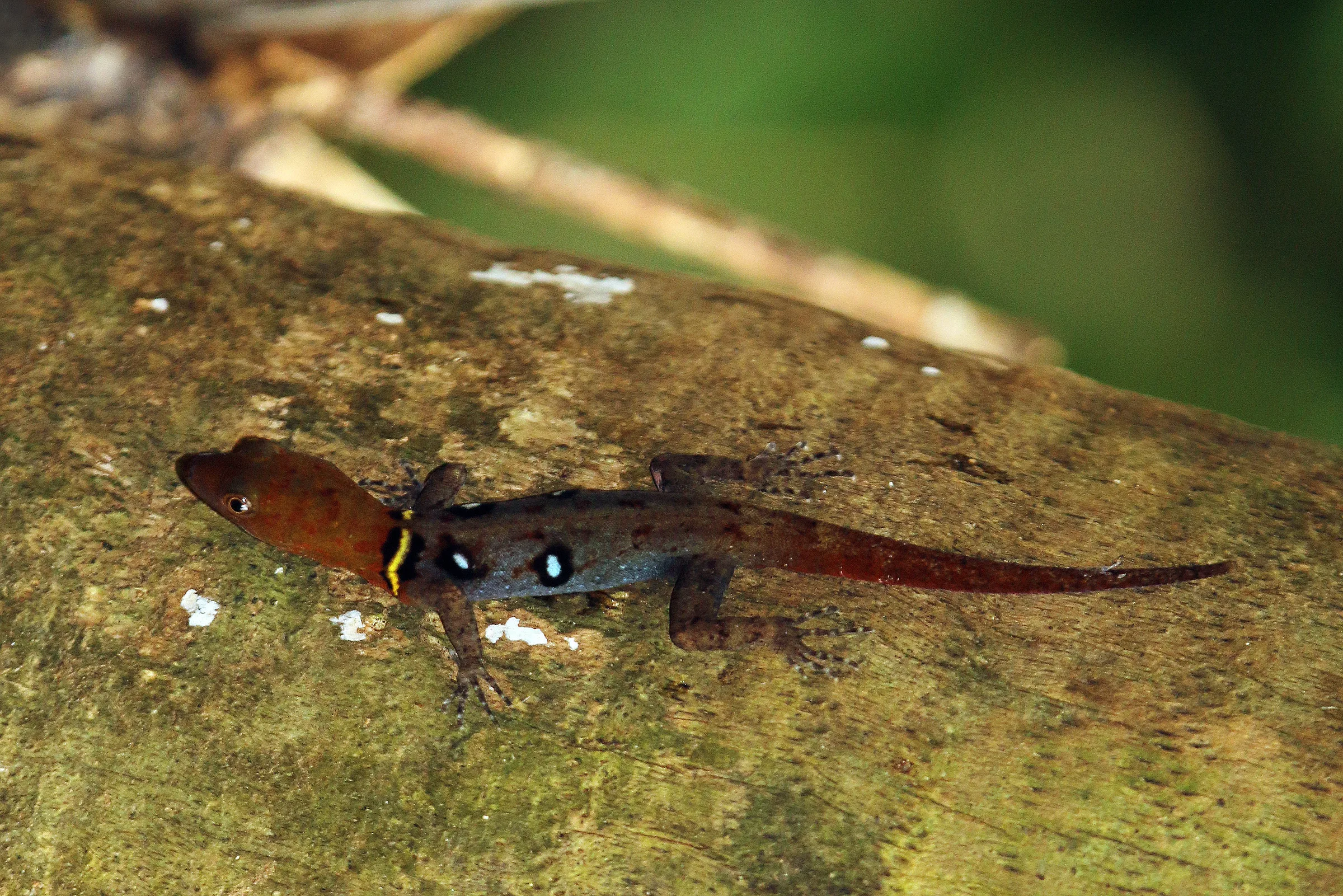Gecko nain ocellé (Gonatodes ocellatus) en gros plan
