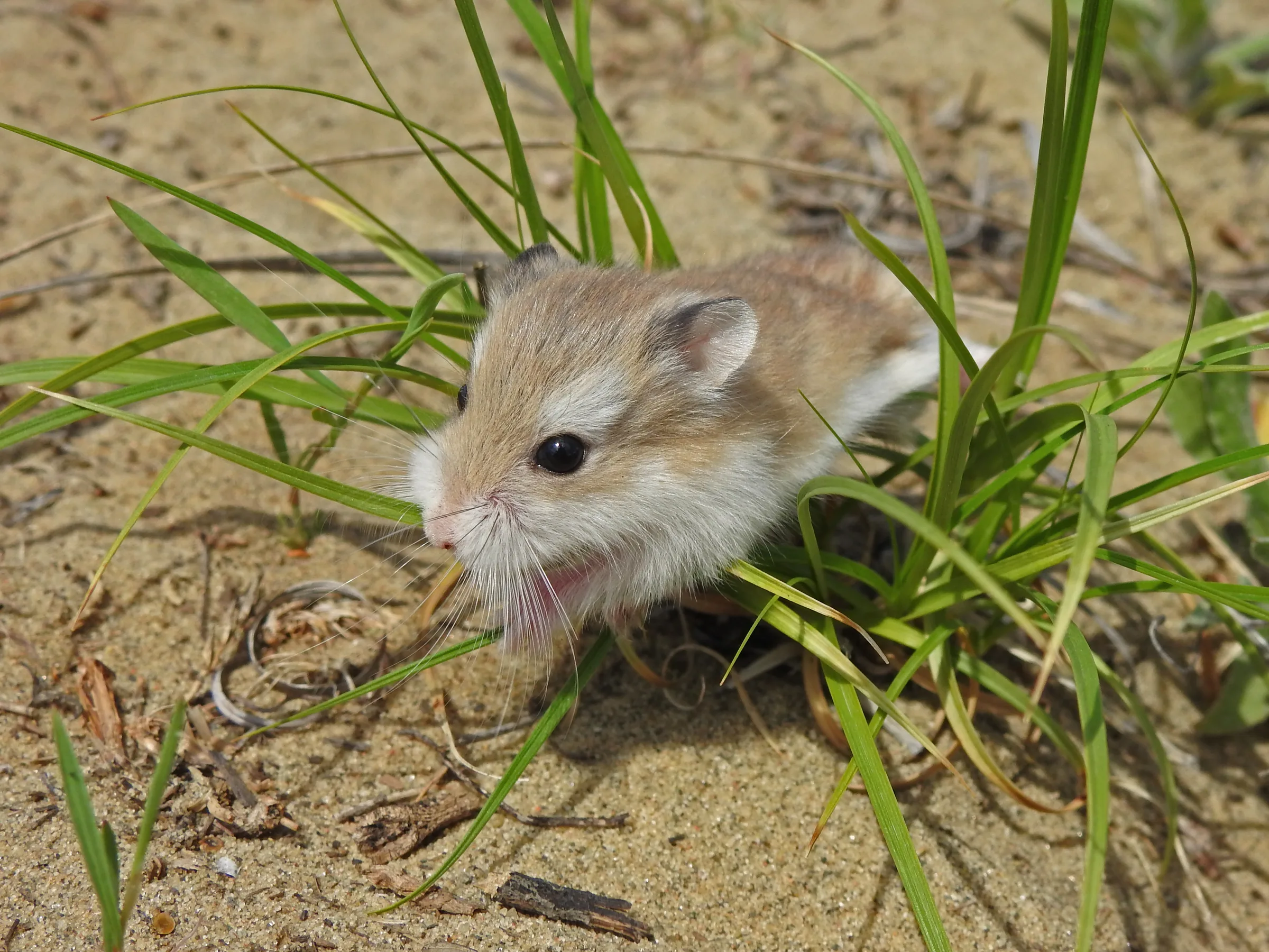 Hamster de Roborovski adulte sortant d'une touffe d'herbe sur le sable