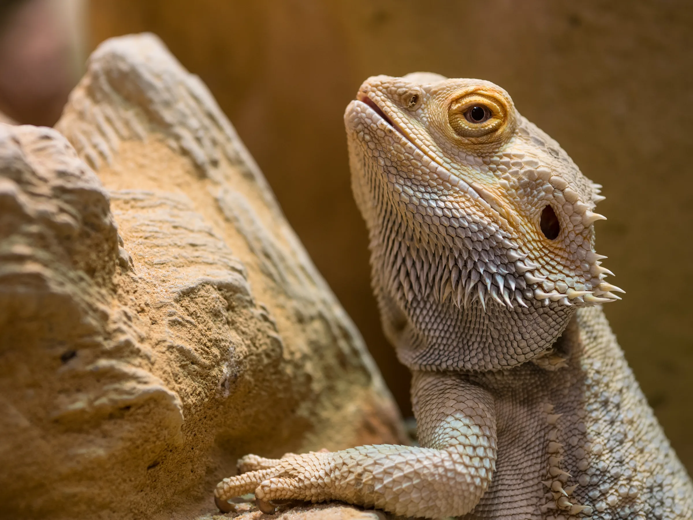Pogona vitticeps adulte de profil sur un rocher, montrant les épines caractéristiques de sa « barbe »