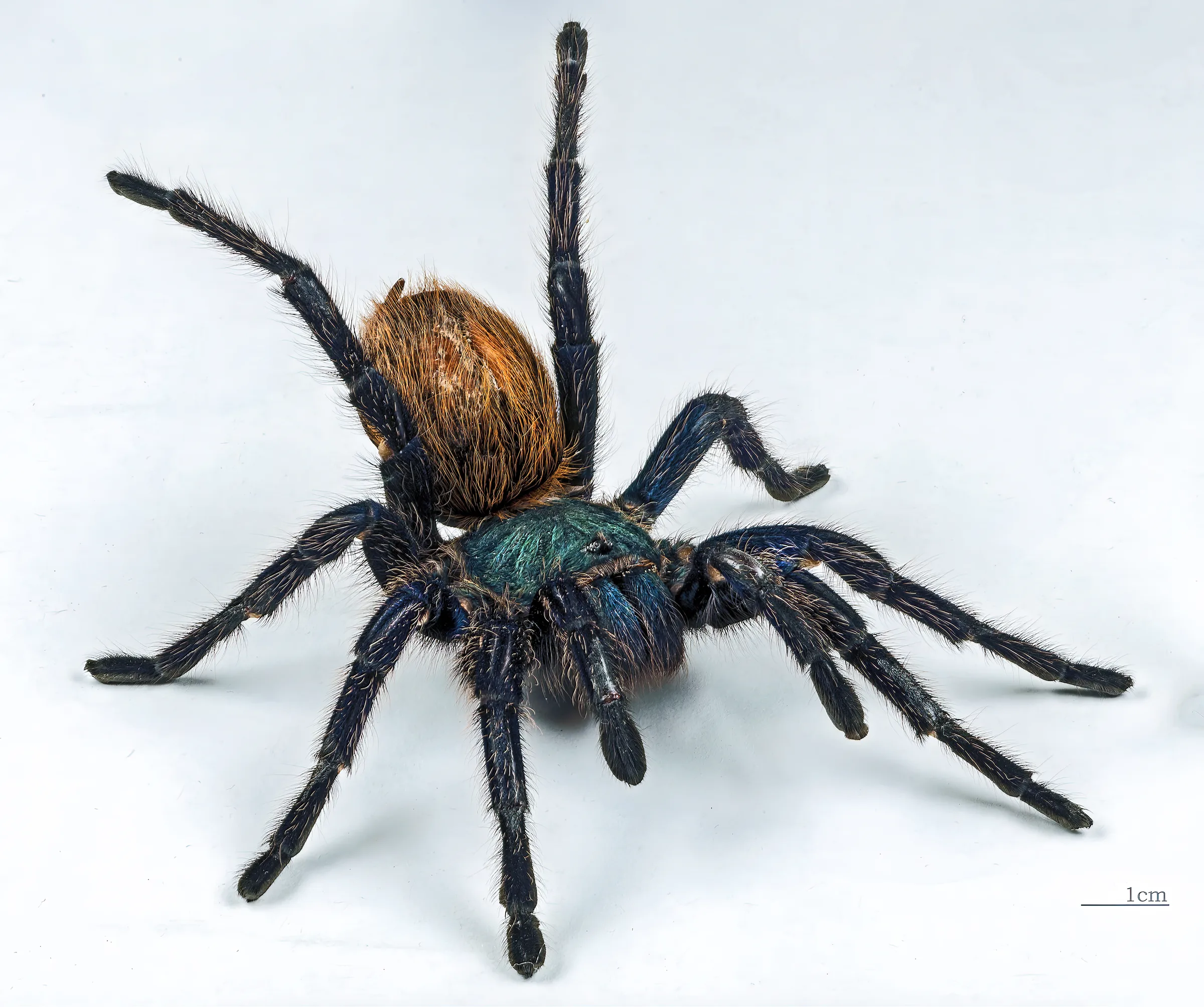 Mygale bleu-vert (GBB) (Chromatopelma cyaneopubescens) en gros plan