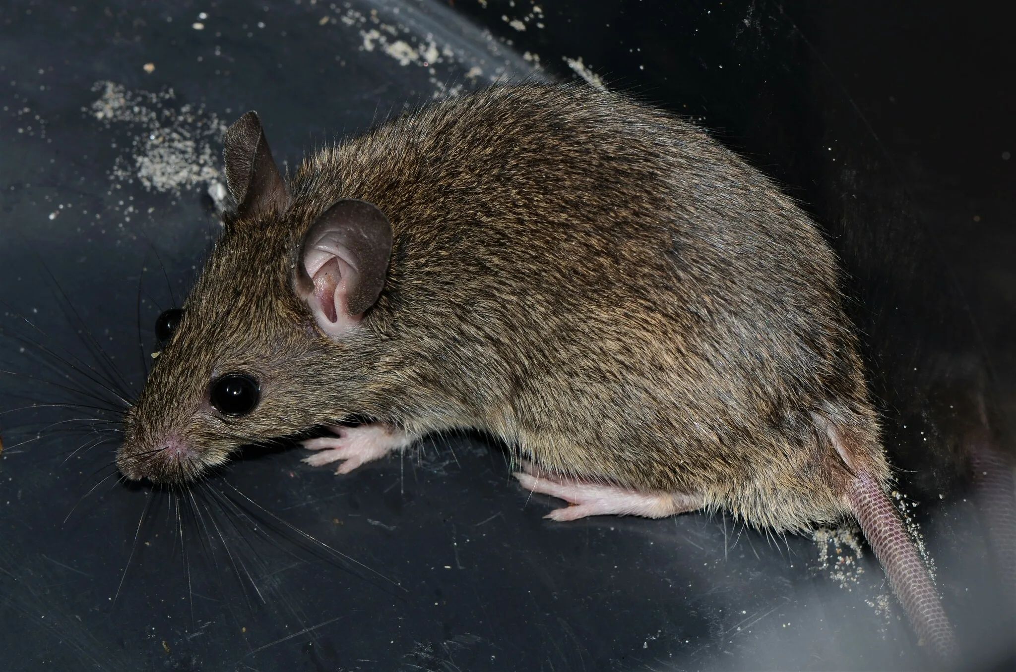 Rat à mamelles multiples adulte de profil, pelage brun agouti et longues vibrisses