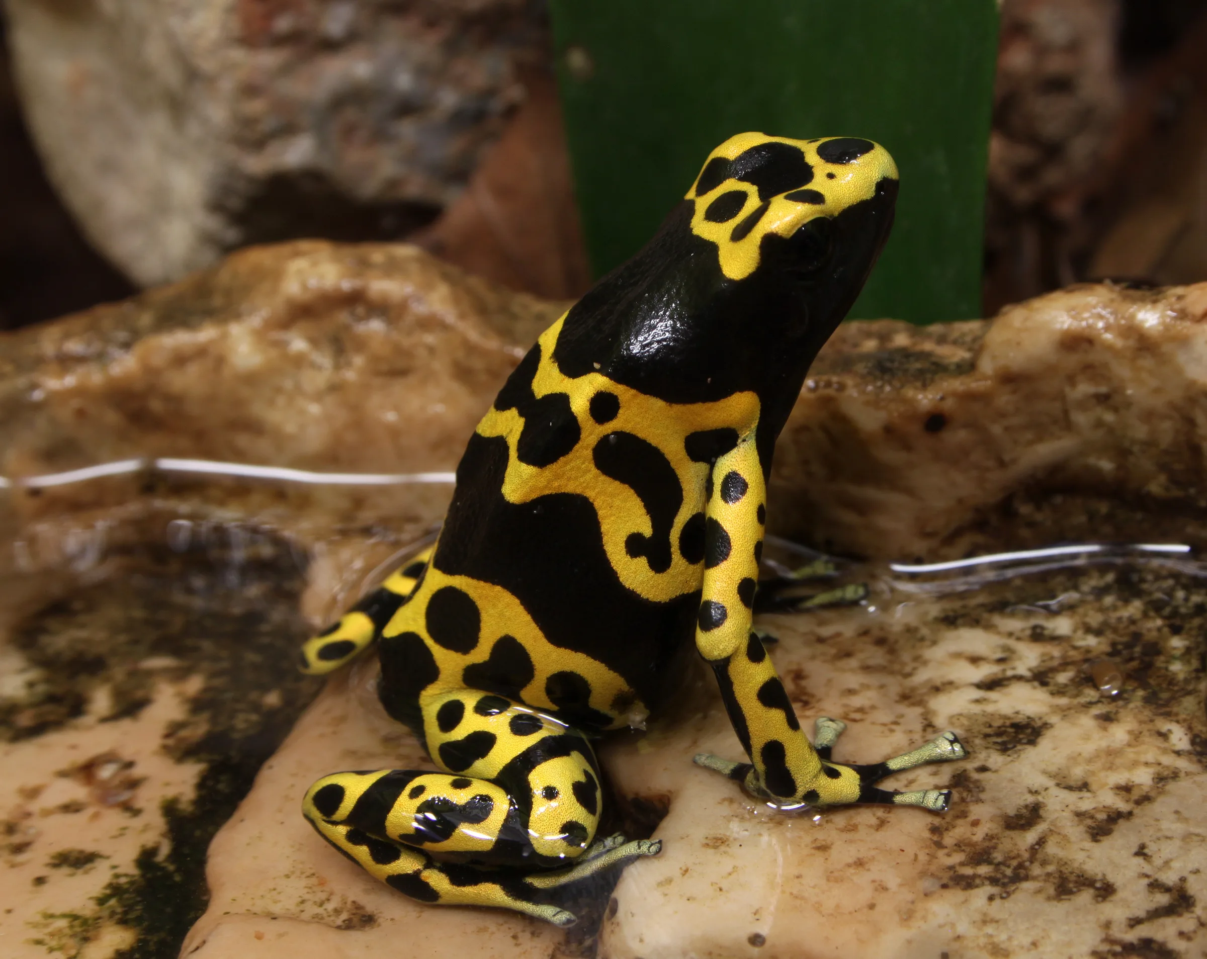 Dendrobate à bandes jaunes (Dendrobates leucomelas) en gros plan