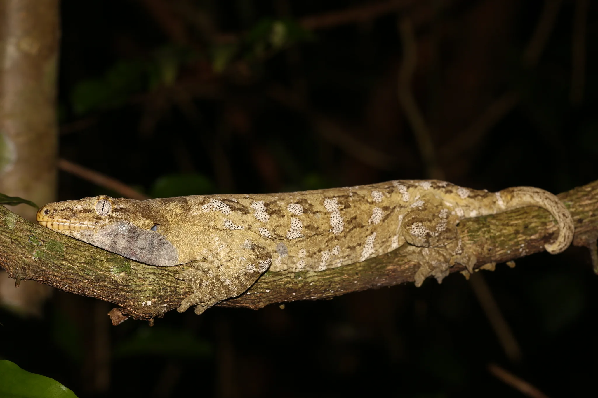 Gecko géant de Nouvelle-Calédonie adulte allongé sur une branche, la nuit
