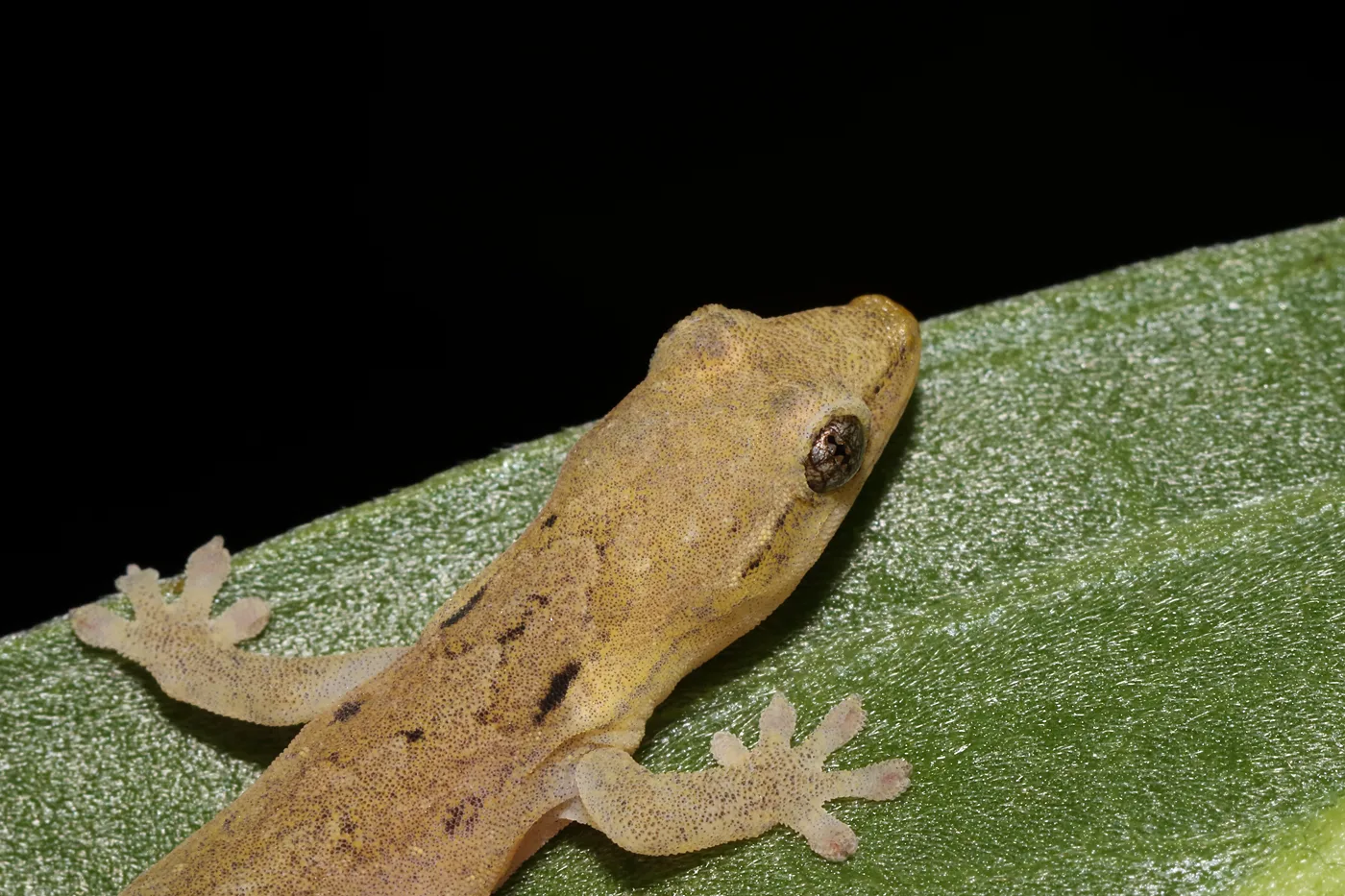 Gecko deuil (Lepidodactylus lugubris) en gros plan