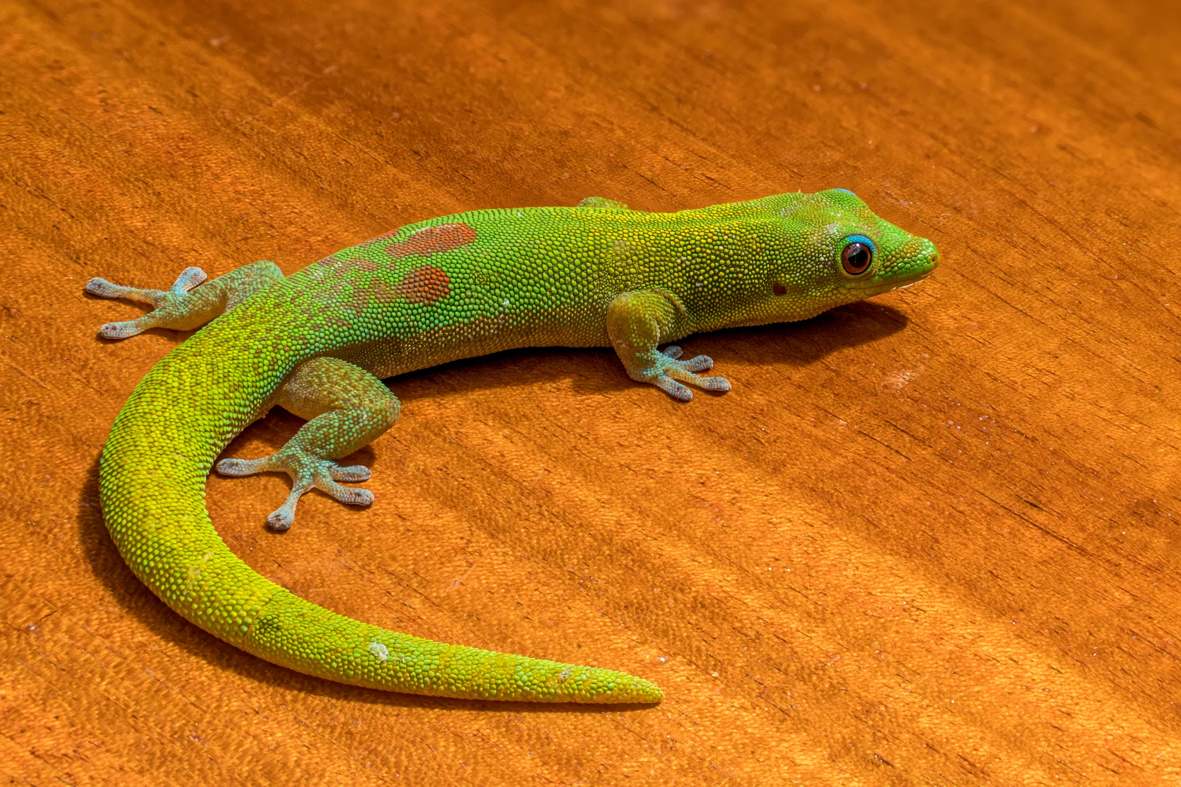 Gecko poussière d'or adulte au corps vert vif moucheté d'or, posé sur une surface en bois