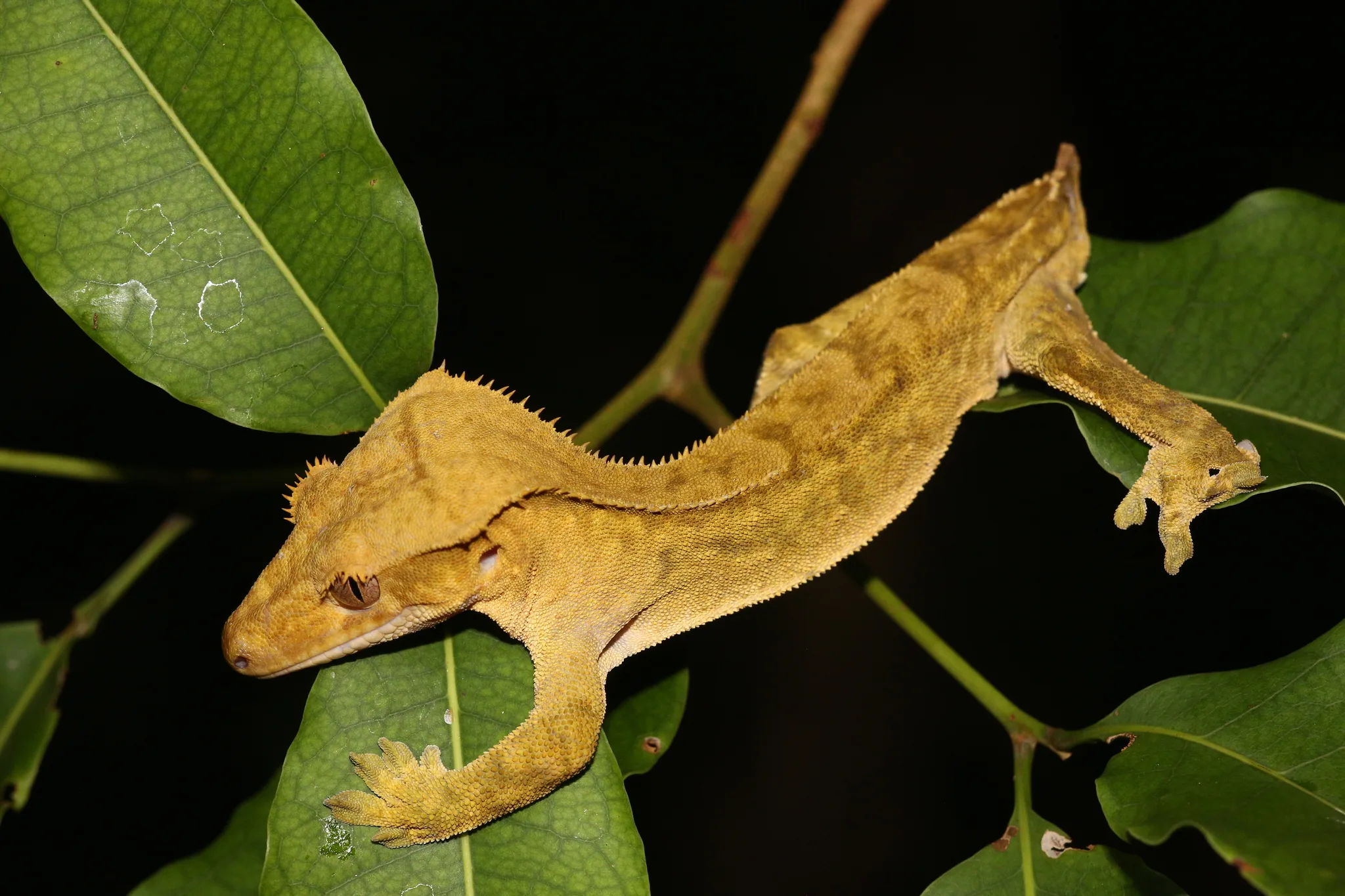 Gecko à crête (Correlophus ciliatus) brun-orangé montrant sa crête épineuse, agrippé à des feuilles vertes la nuit
