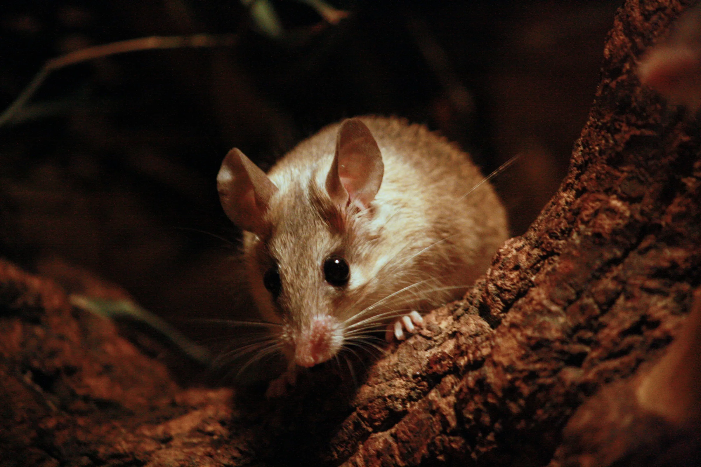 Souris épineuse du Caire adulte perchée sur une branche d'écorce
